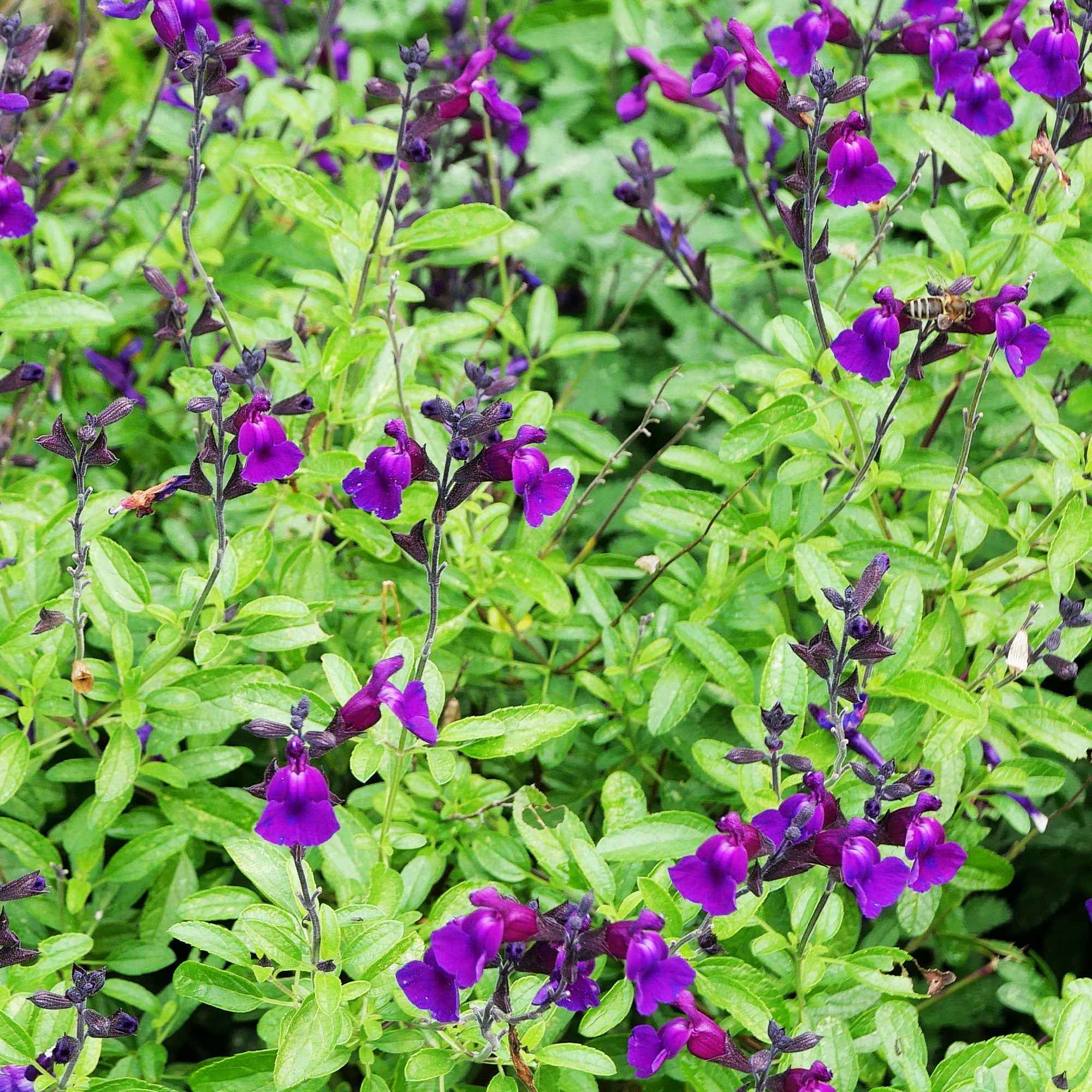 Sauge Violette de Loire ® - Image 2