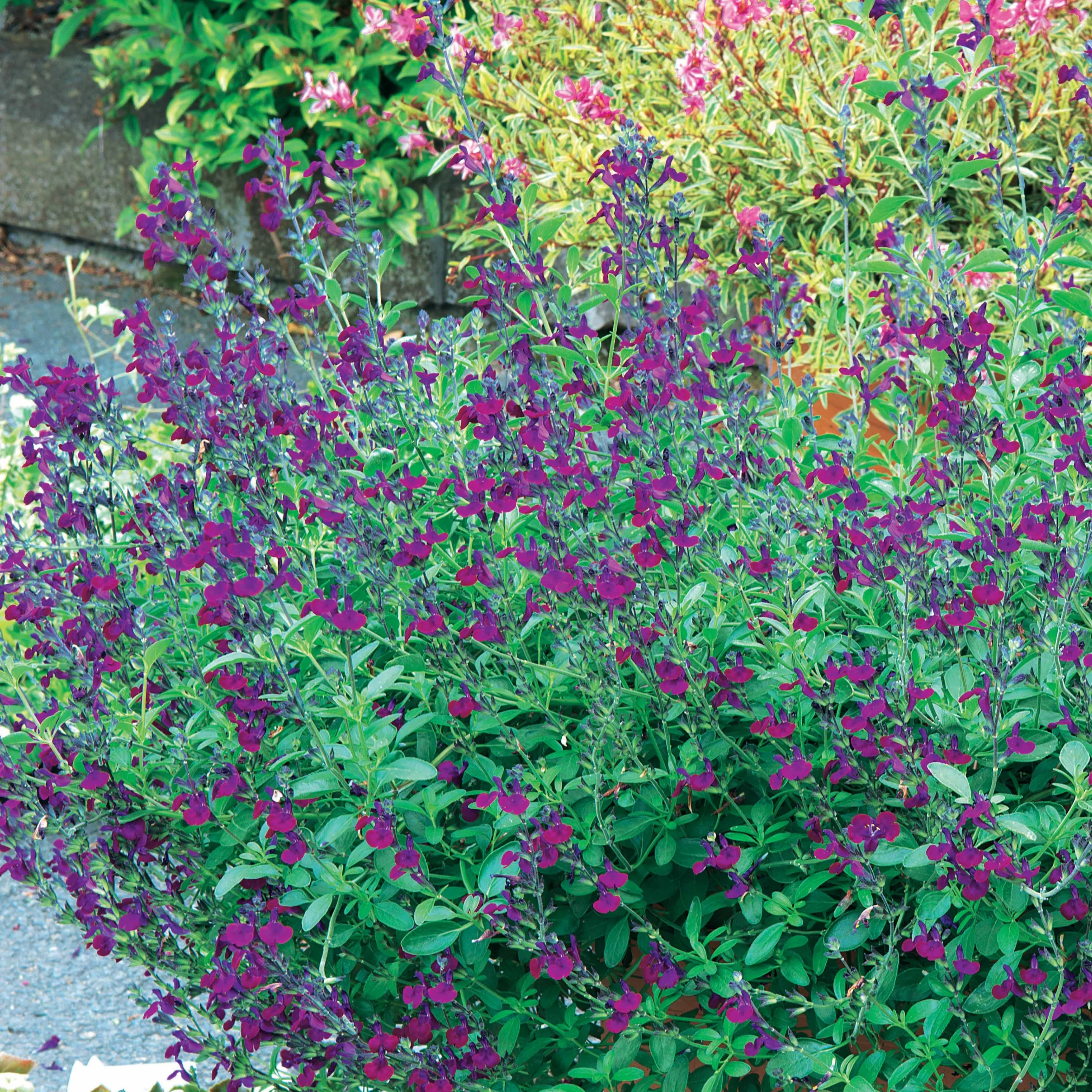 Sauge Violette de Loire ® - Image 3