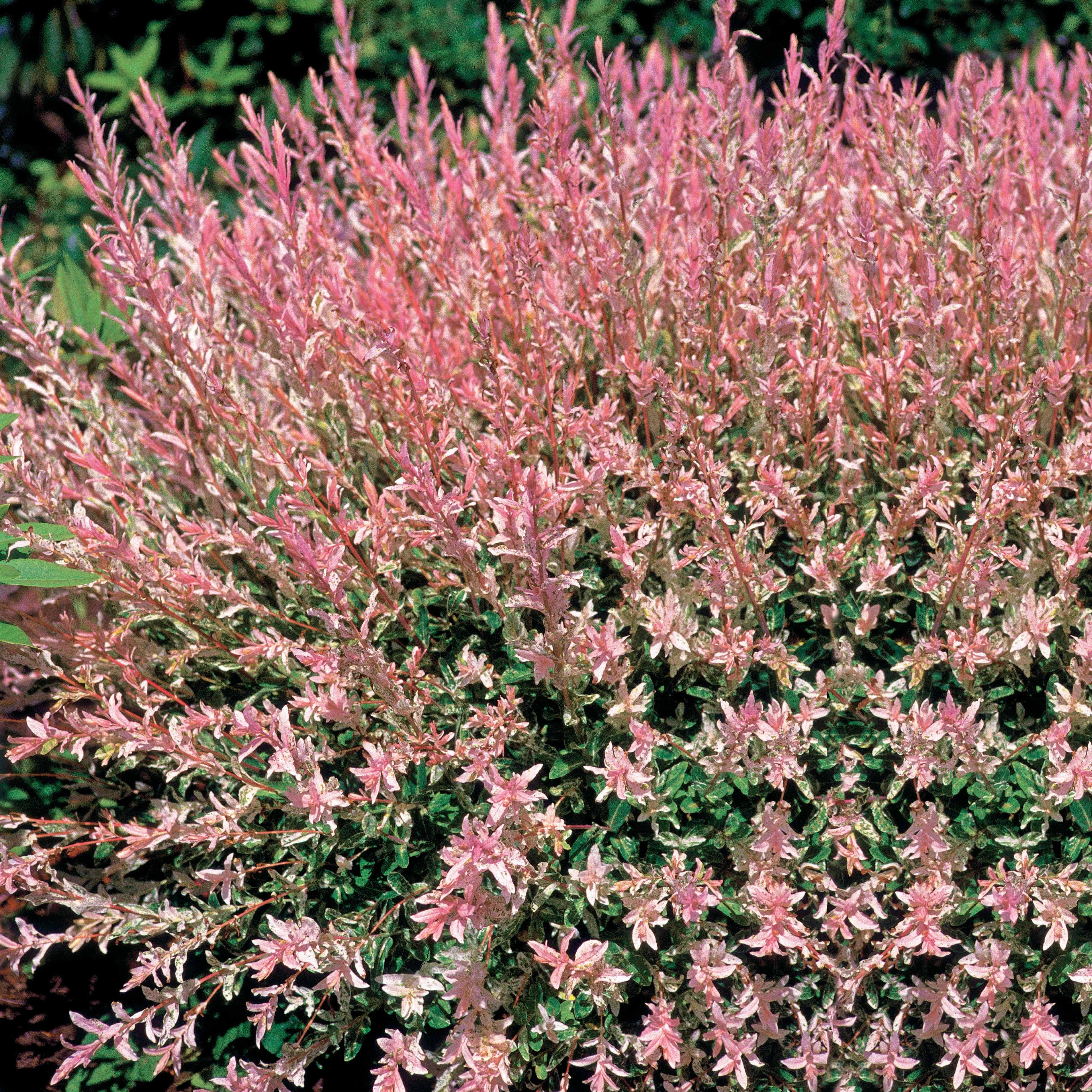 Saule crevette en buisson - Image 5