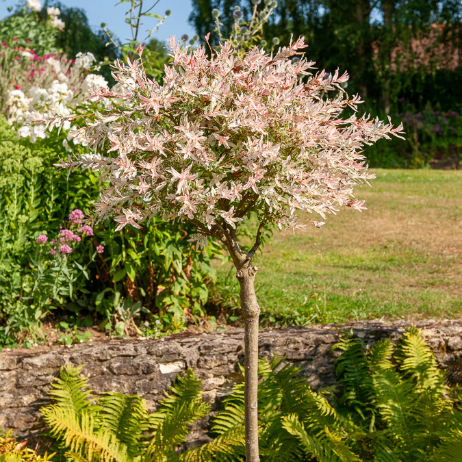Saule crevette sur tige Flamingo