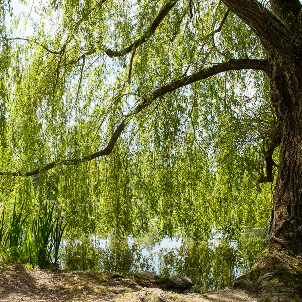 Saule pleureur - Image 2