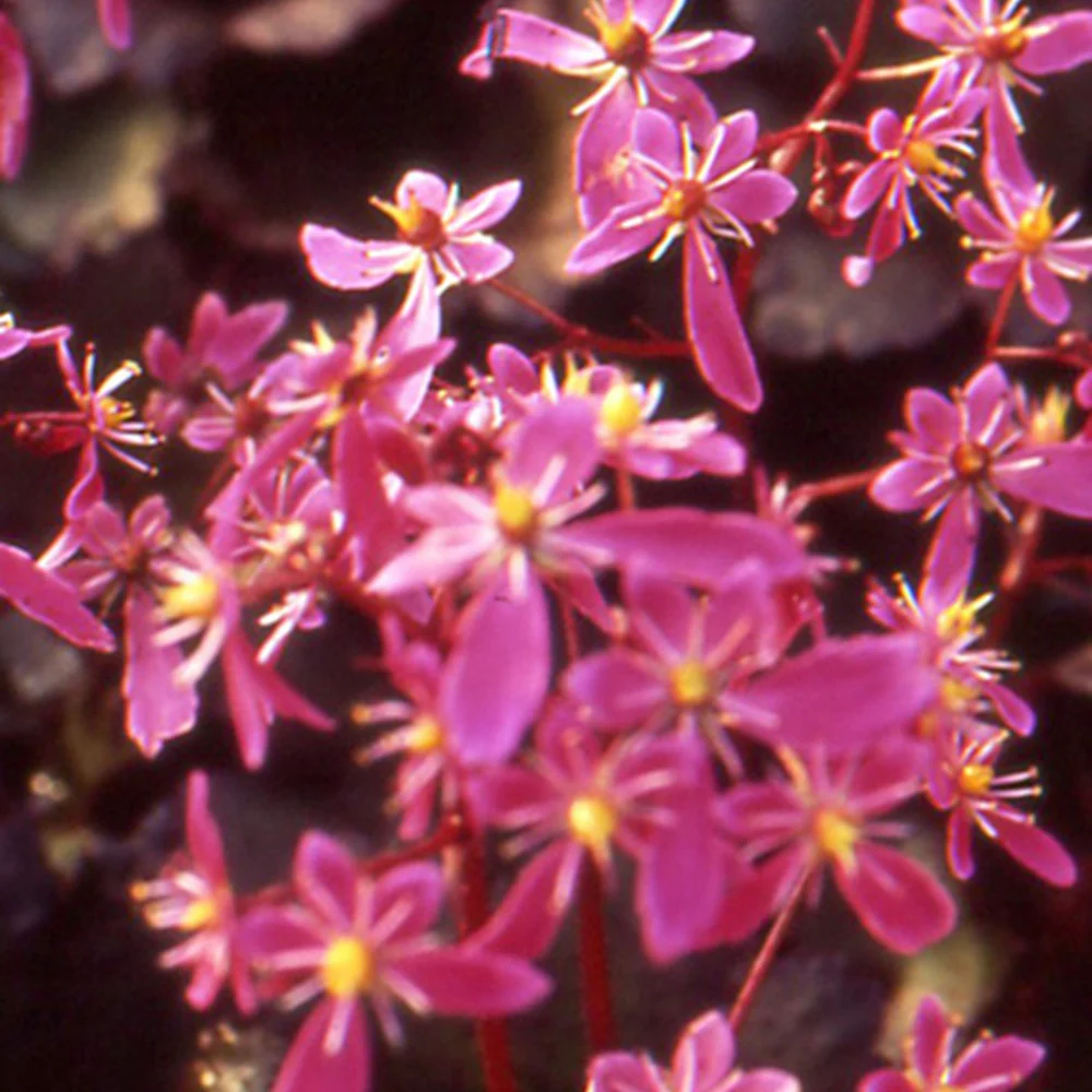 Saxifrage Black ruby
