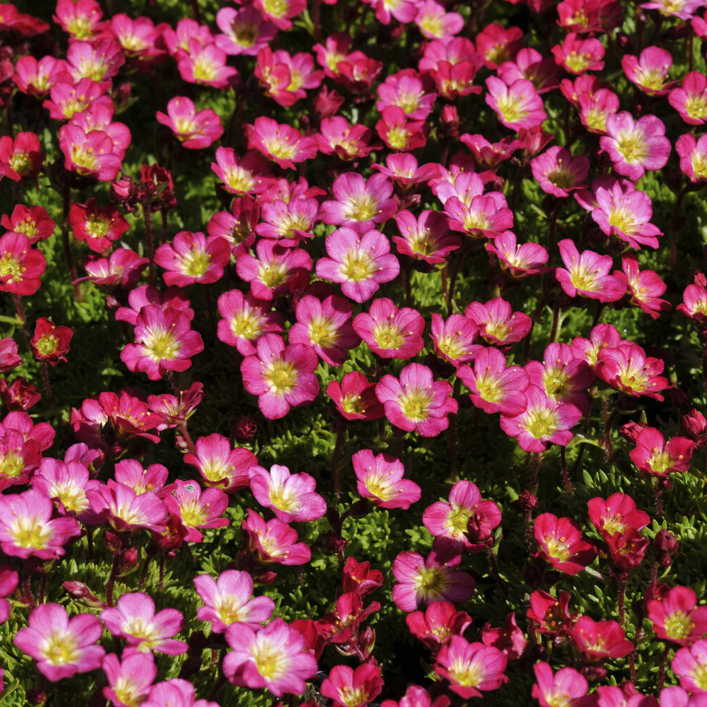Saxifrage mousse Peter Pan
