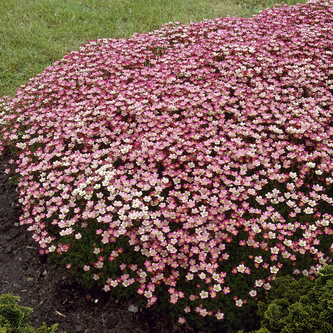 Saxifrage mousse Peter Pan - Image 3