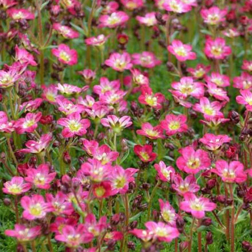 Saxifrage mousse Pixie