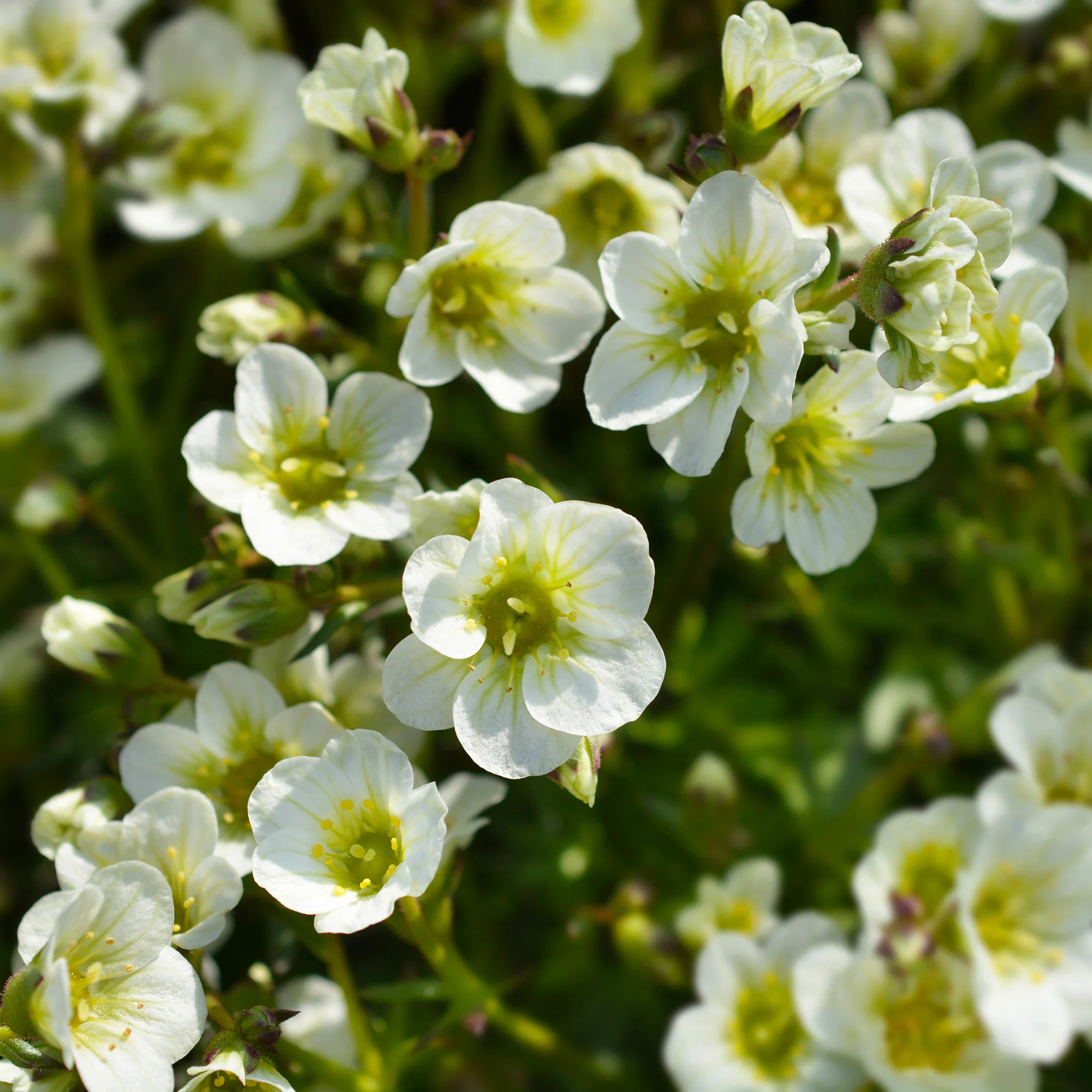 Saxifrage mousse Pixie White - Image 2