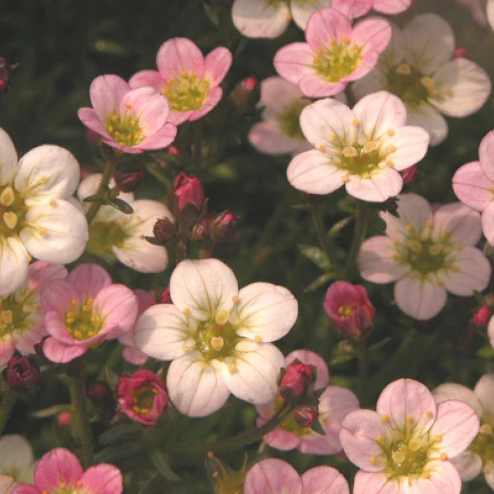 Saxifrage Ware's Crimson - Image 2