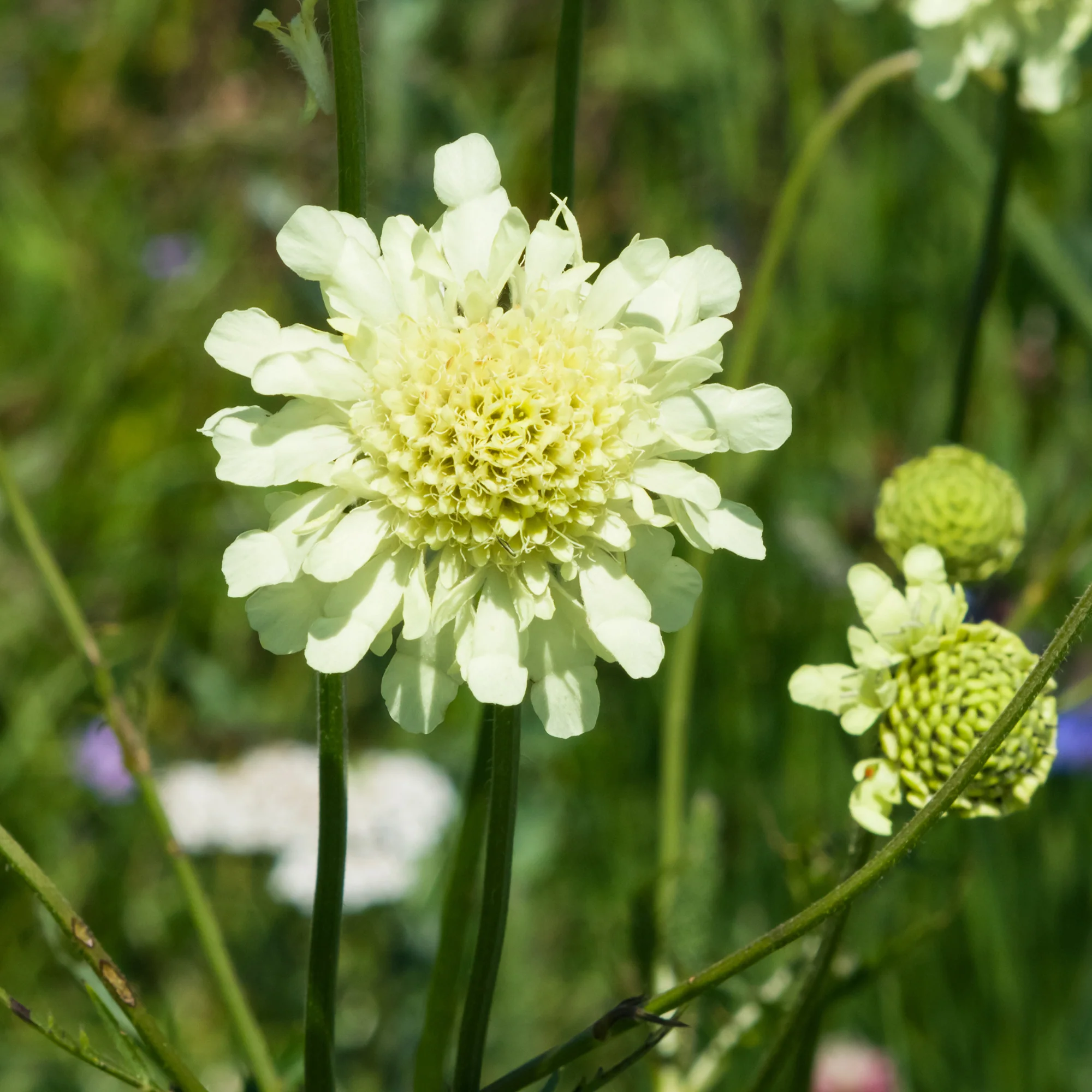 Scabieuse jaune