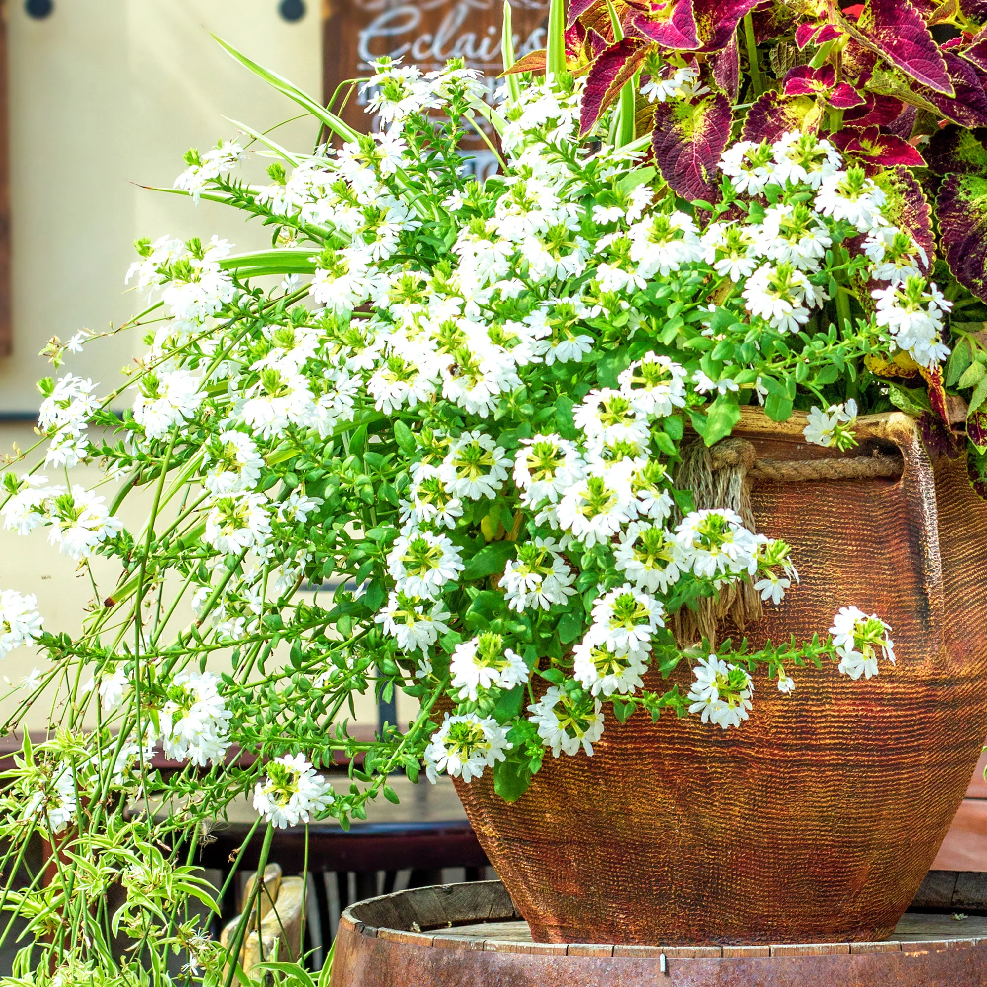 Scaevola blanche