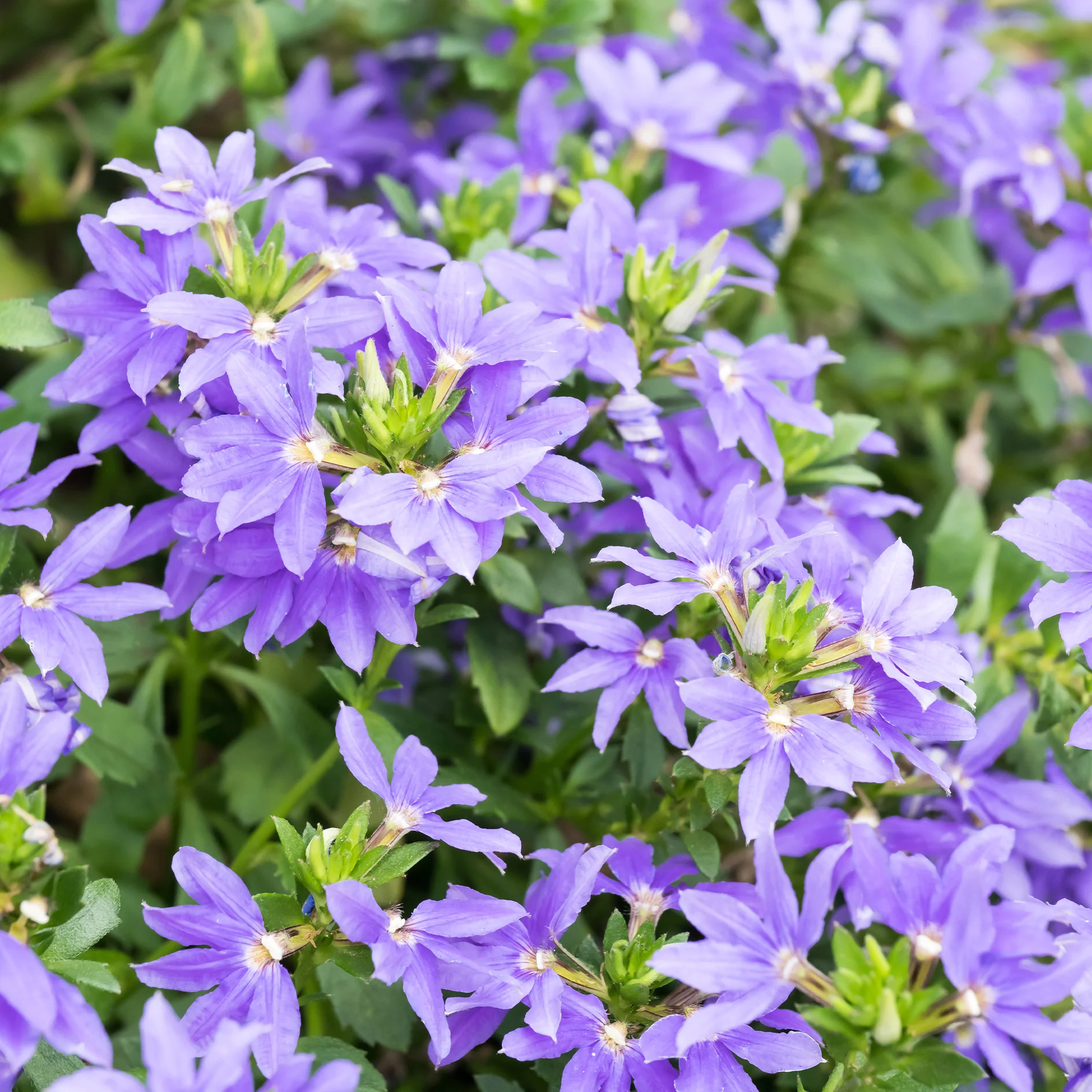 Scaevola violet - Image 3