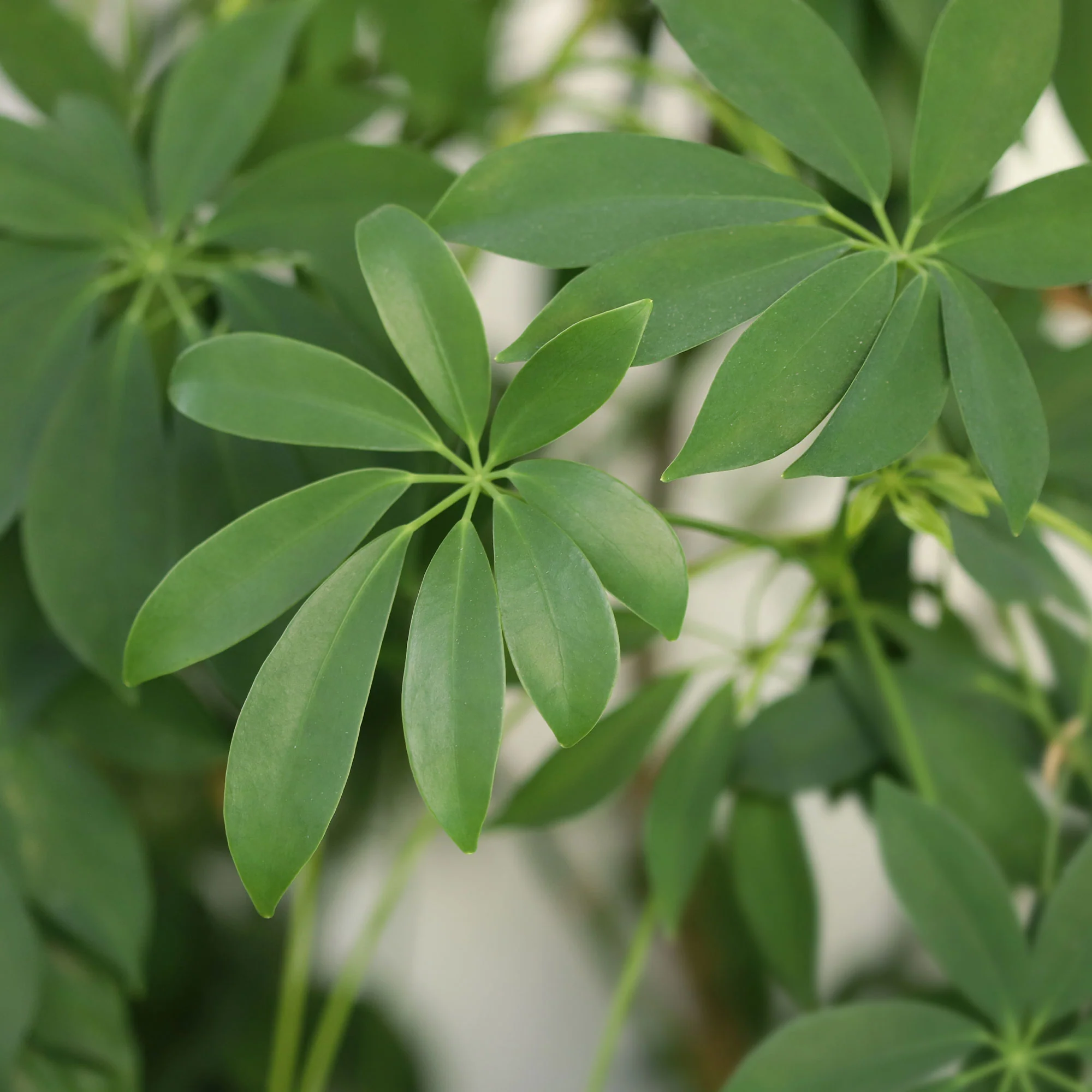 Schefflera - Image 2