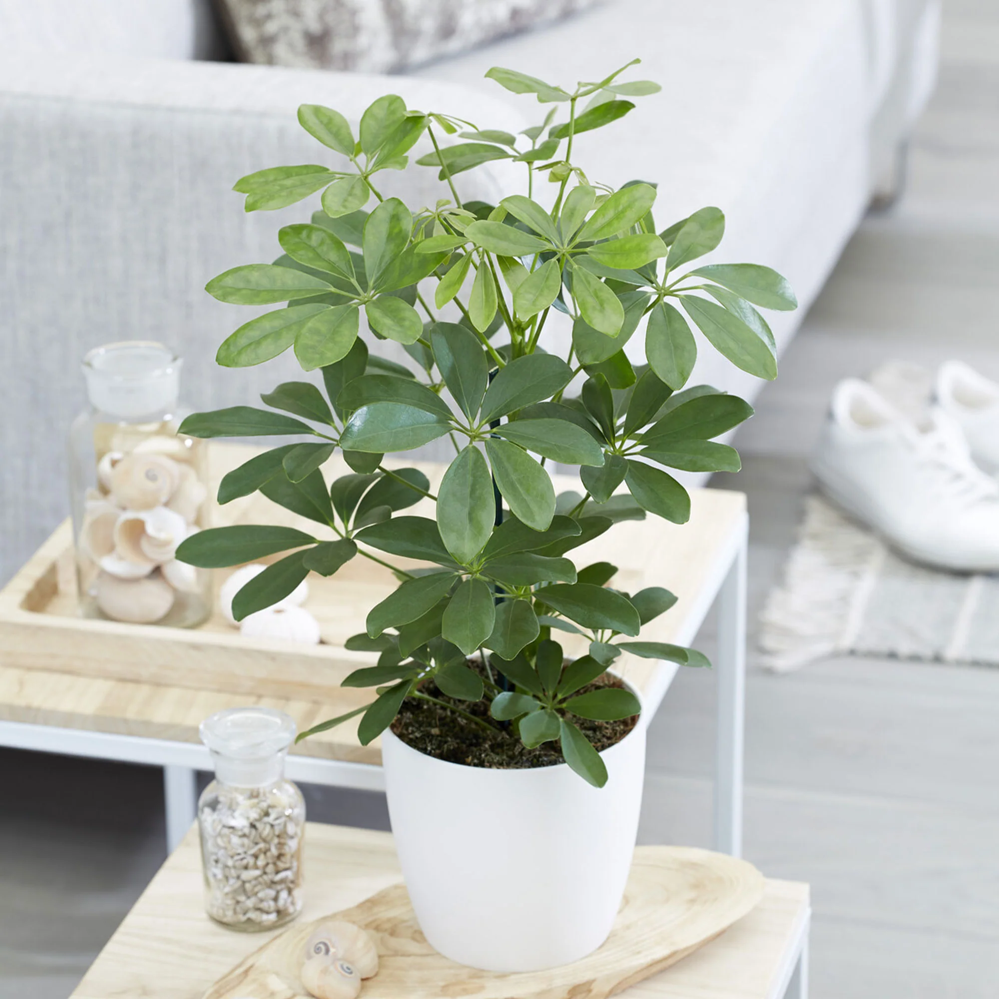 Schefflera - Image 3