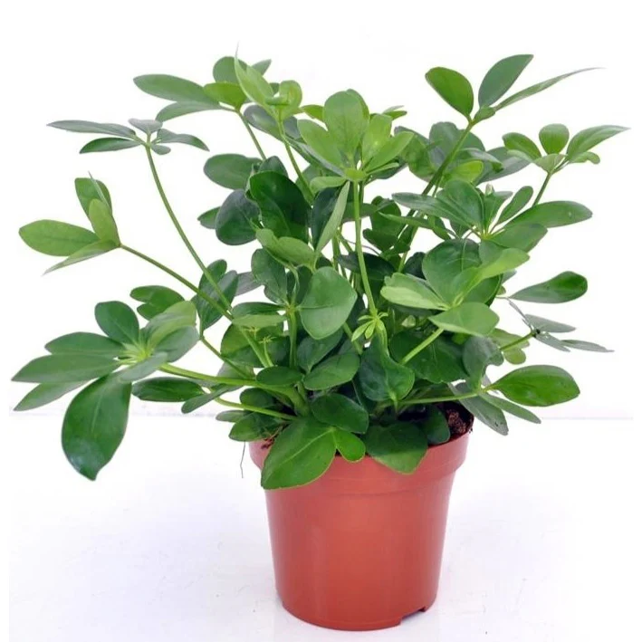 Schefflera - Image 4