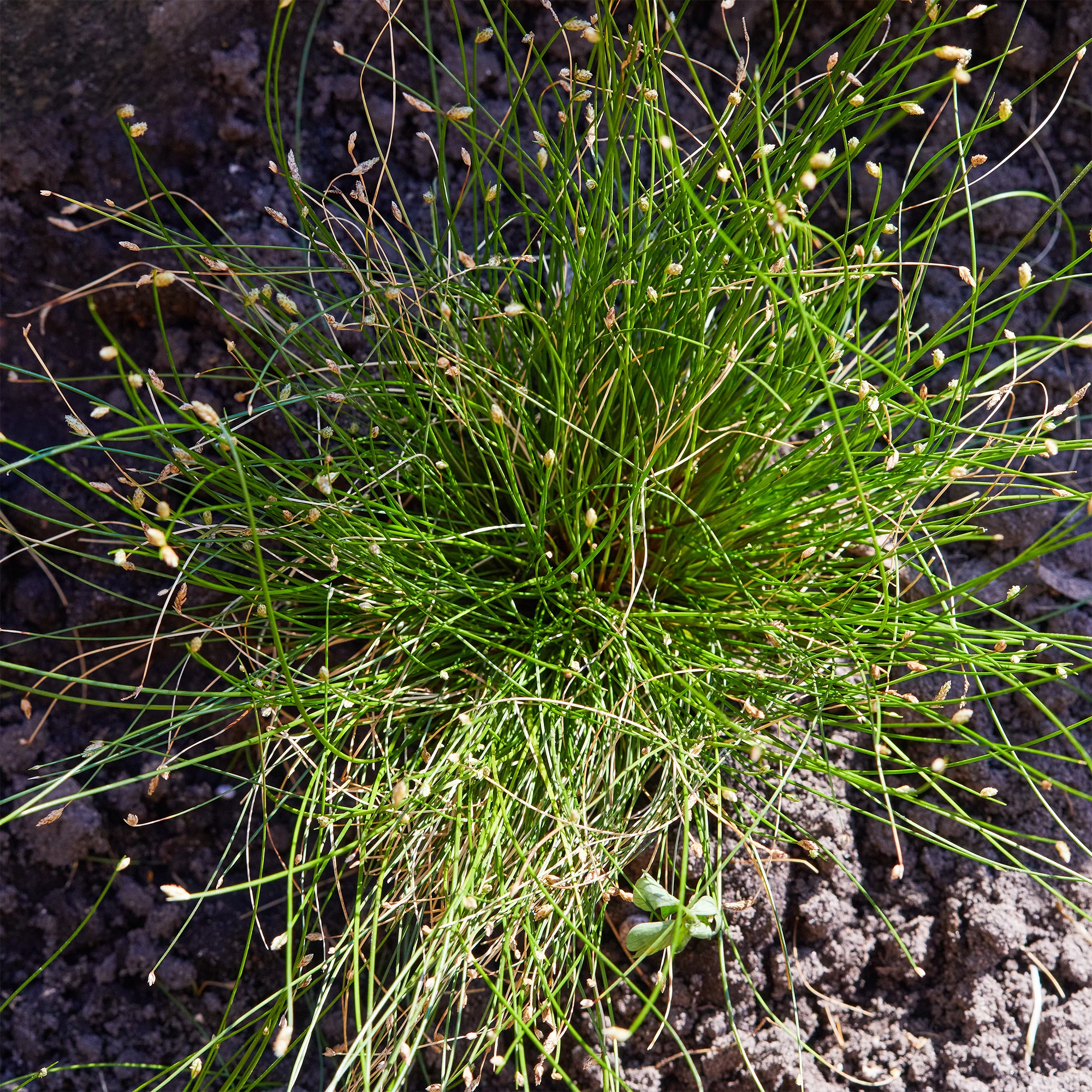 Scirpe infléchi Herbe fibre optique - Image 3