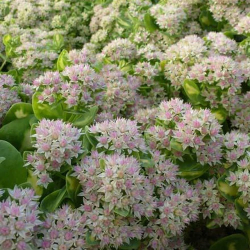 Sedum alboroseum Mediovariegatum