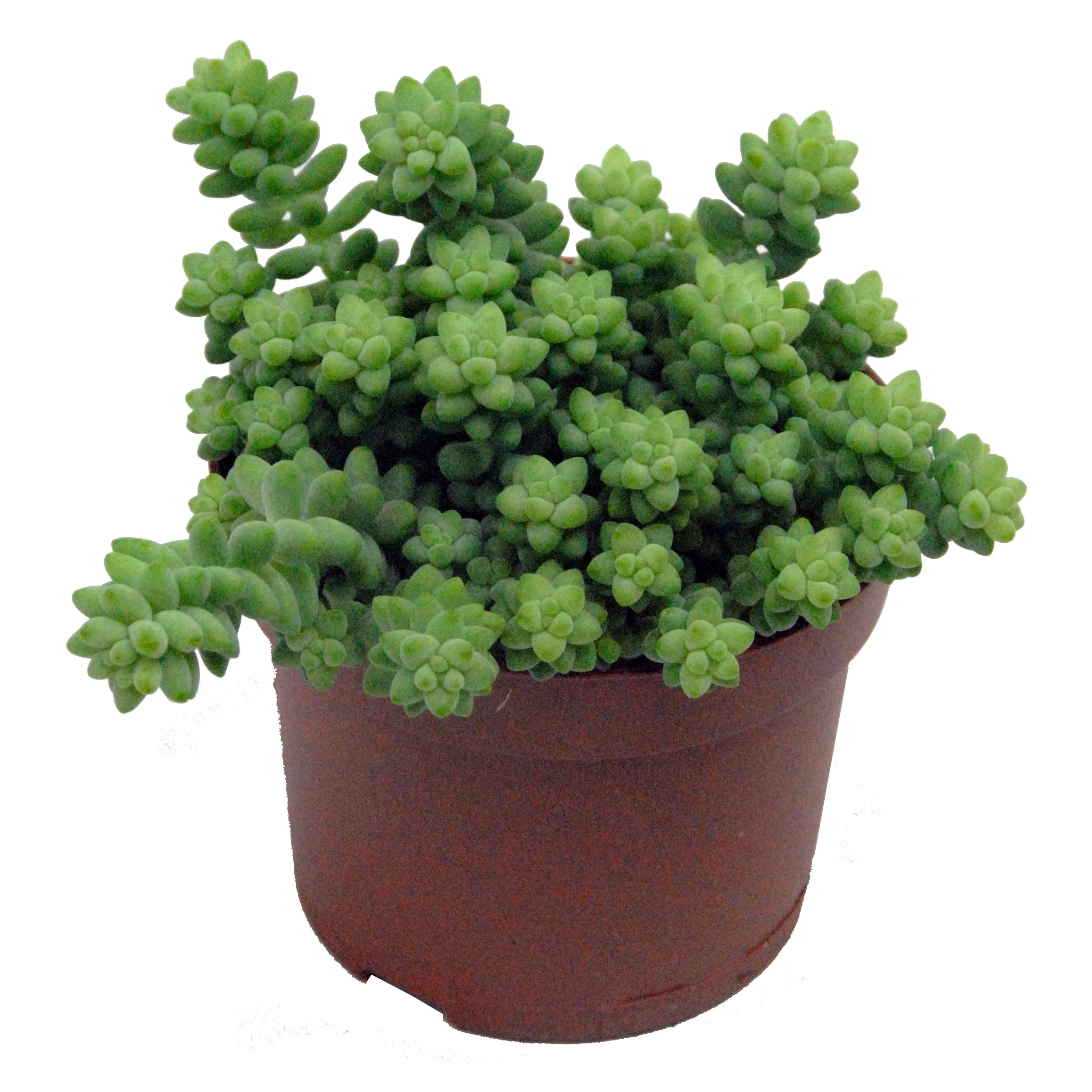 Sedum burrito - Image 3