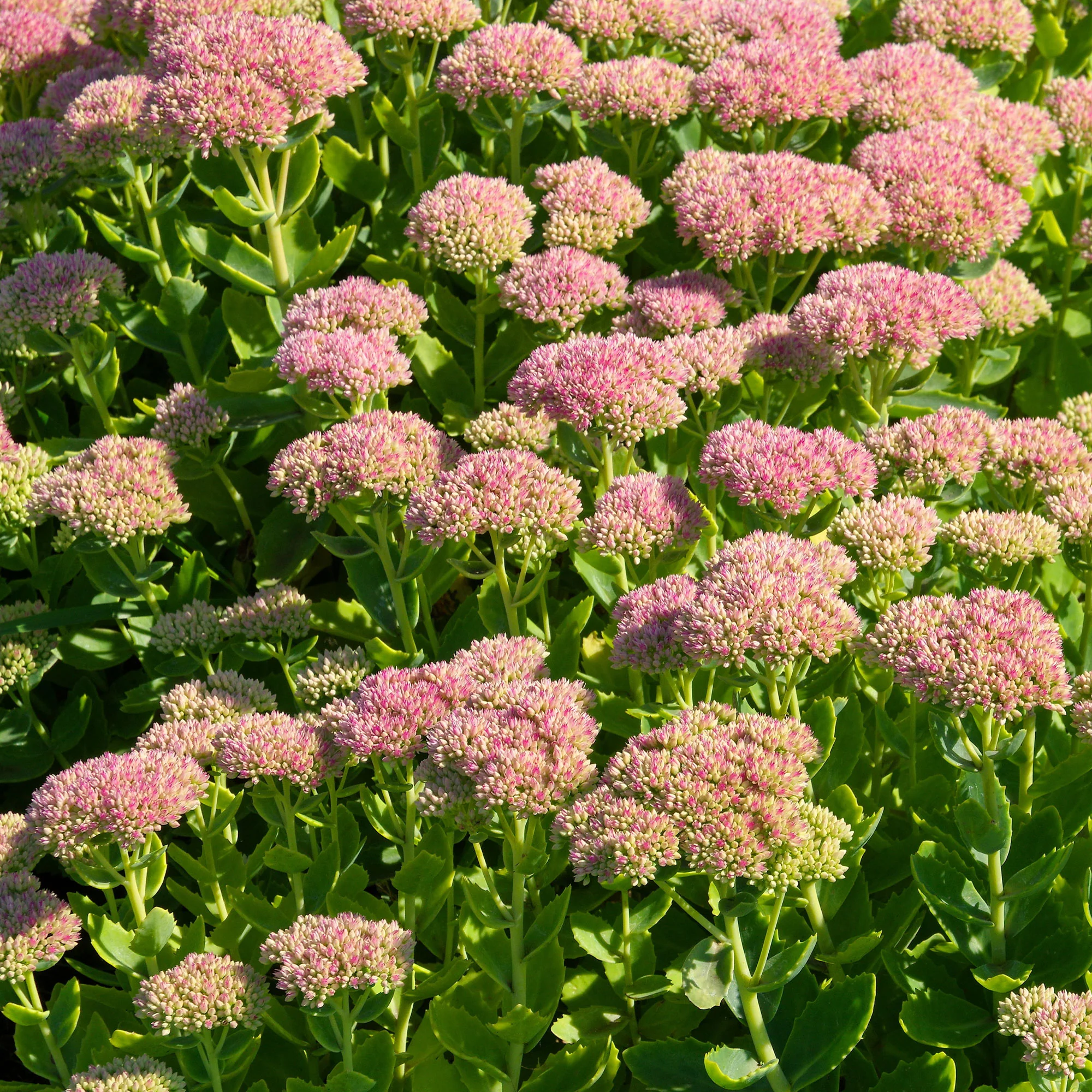Sedum Carmen - Image 3