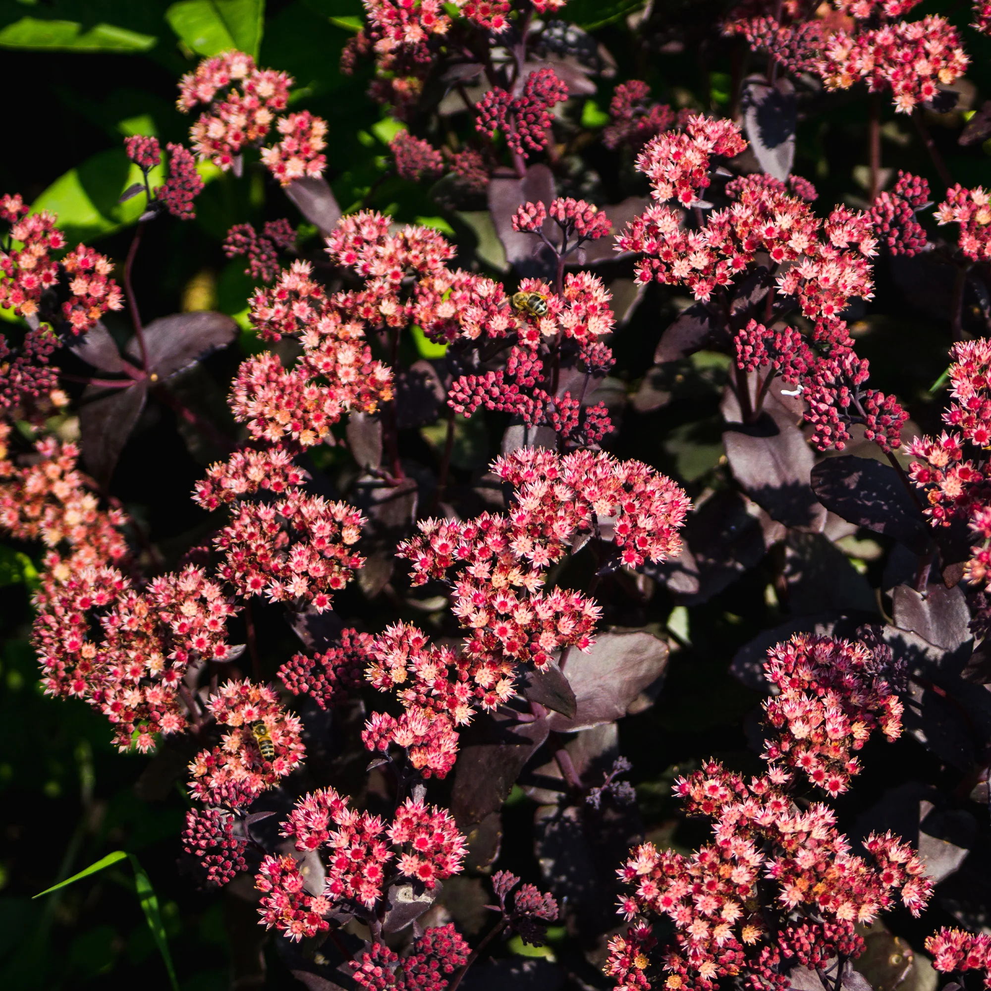 Sedum Chocolate Cherry - Image 3
