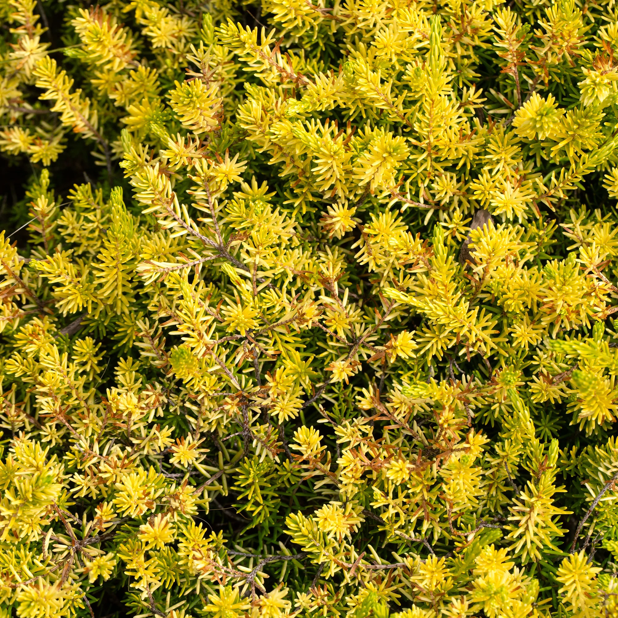 Sedum des rochers Angelina - Image 5