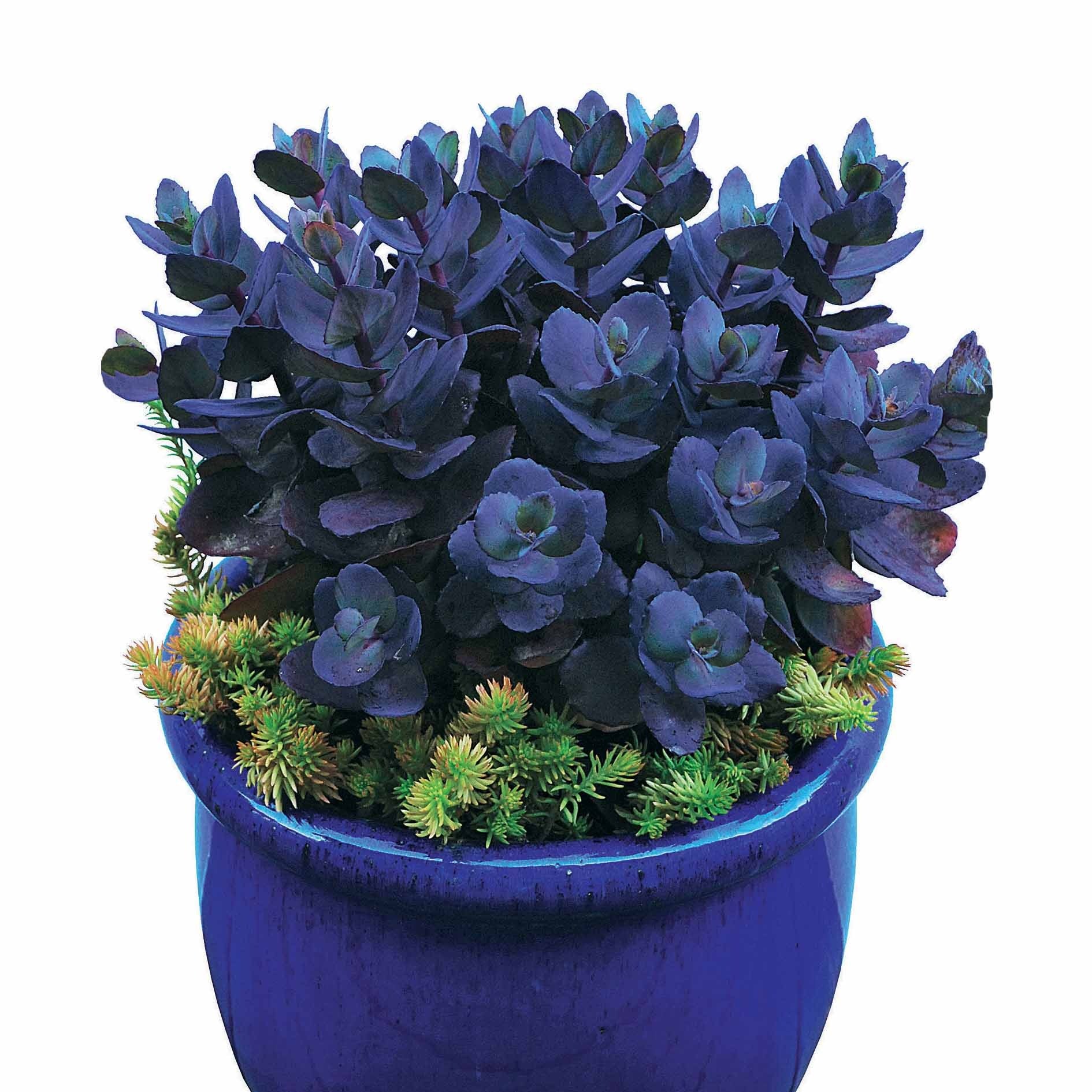 Sedum Perle bleue - Image 4