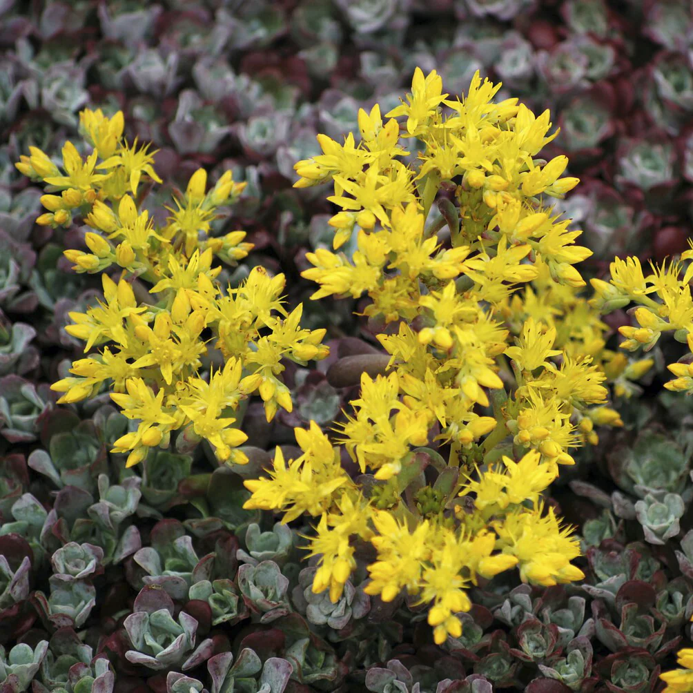 Sedum spatulé Purpureum - Image 4