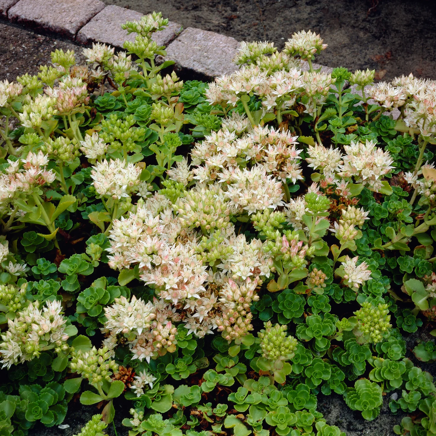 Sedum spurium Album - Image 2