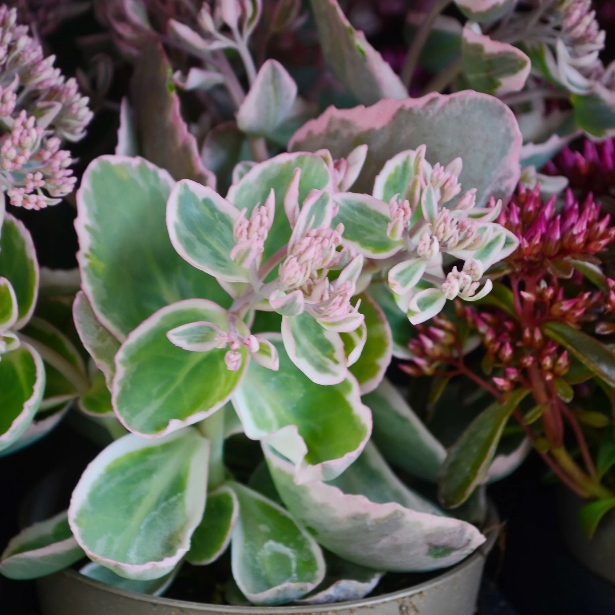 Sedum spurium panaché - Image 5