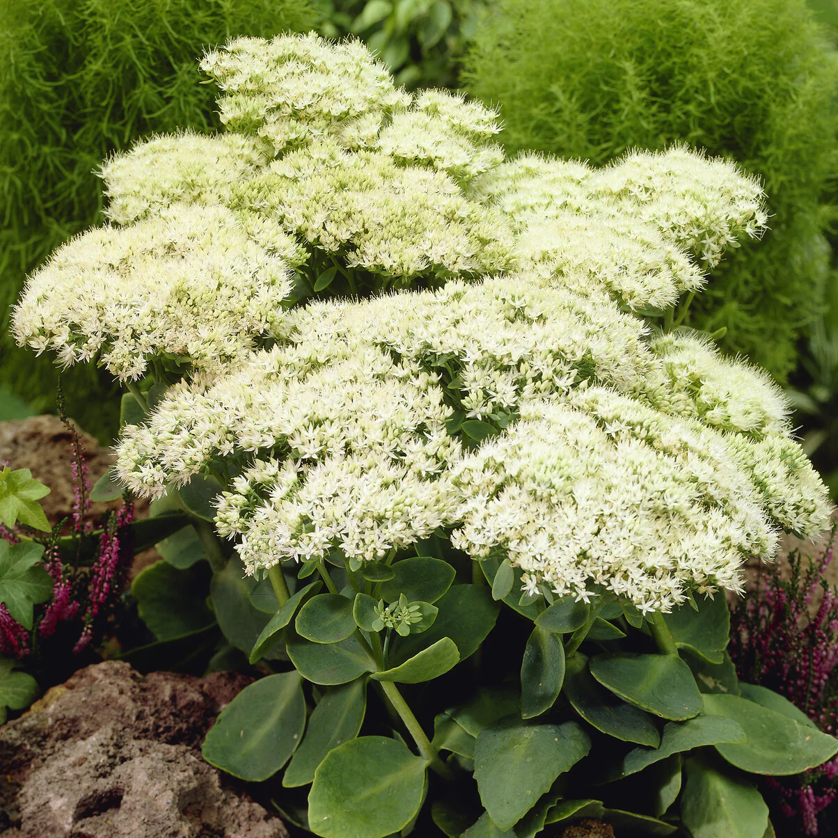 Sedum Stardust - Image 2