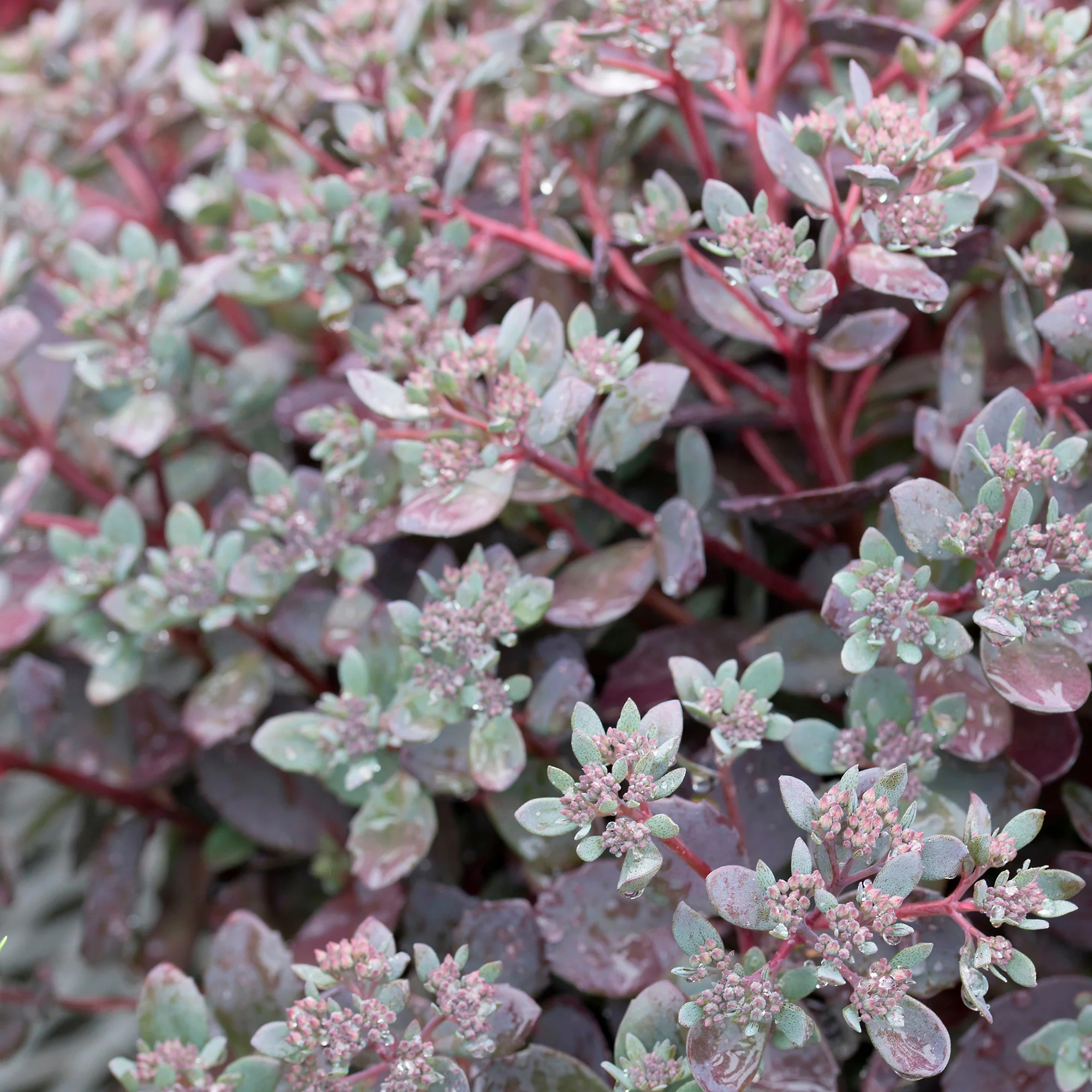 Sedum Sunsparkler® Dazzleberry - Image 2