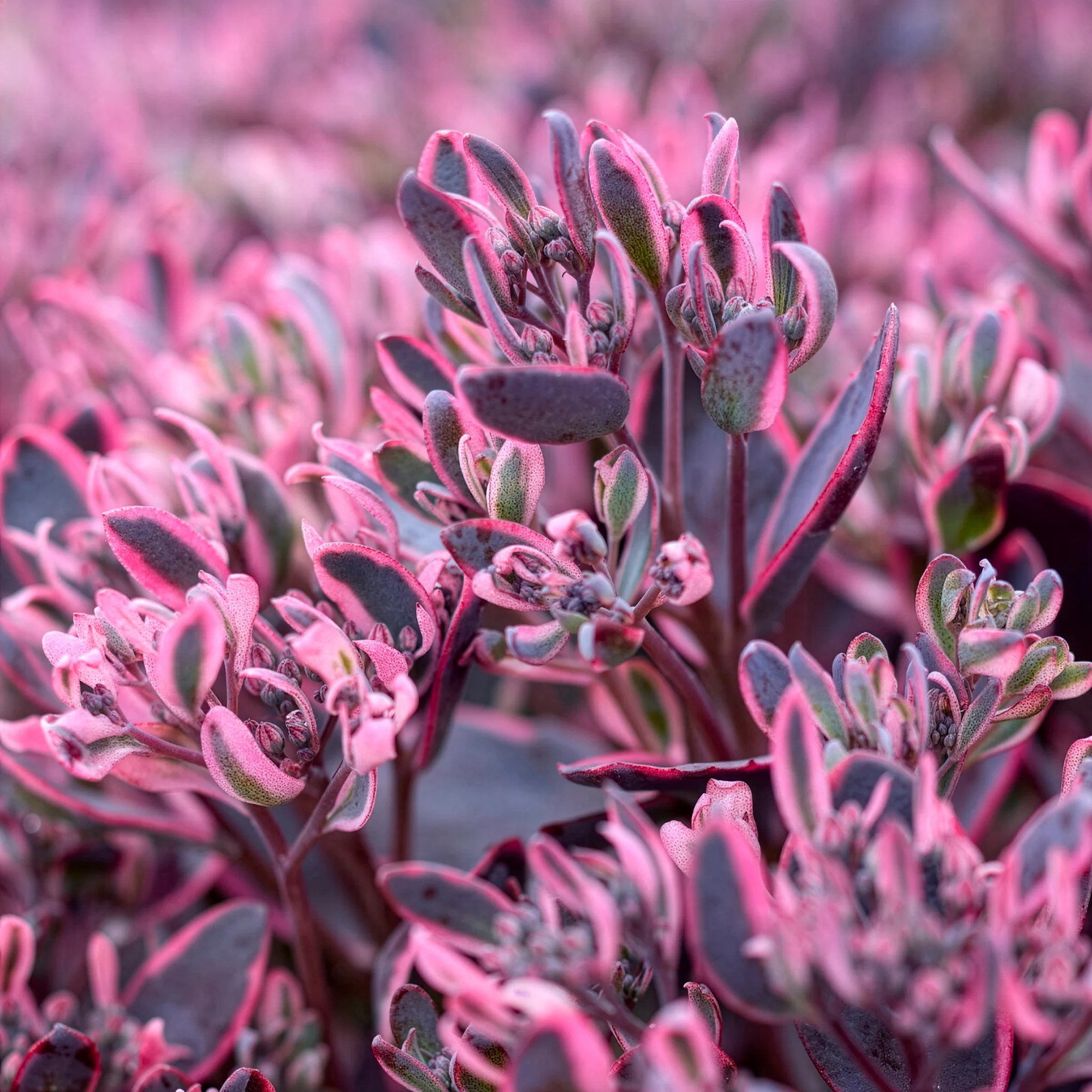 Sedum Sunsparkler® Dream Dazzler