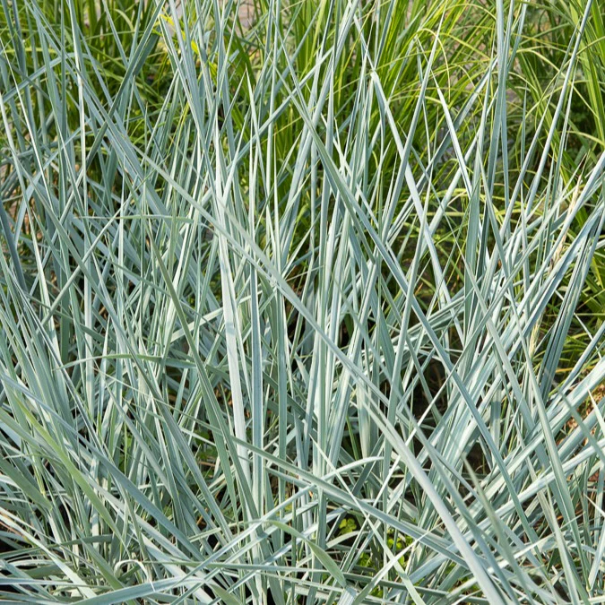 Seigle de mer Blue Dune - Image 3