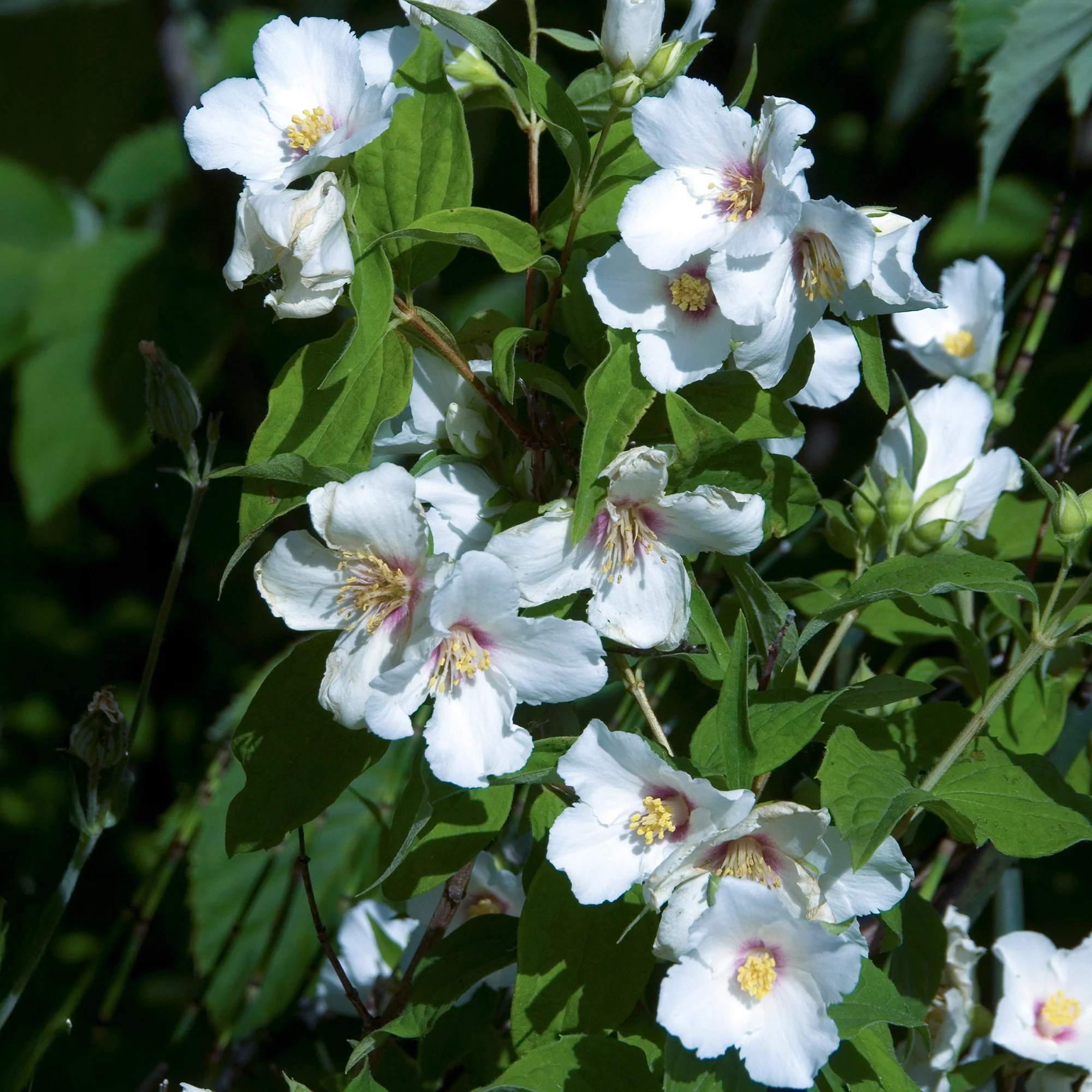 Seringat Belle Etoile - Philadelphus - Image 3