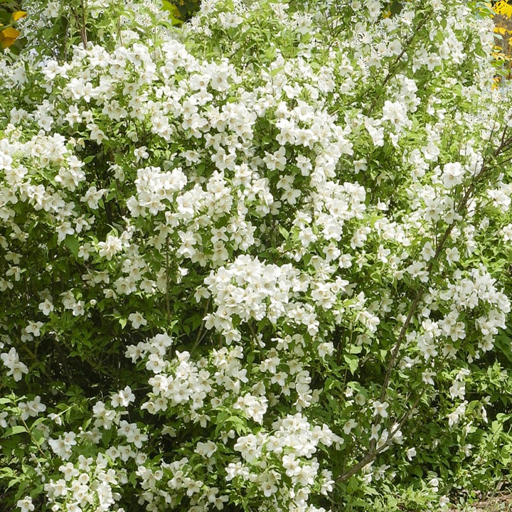 Seringat virginal - Philadelphus - Image 3