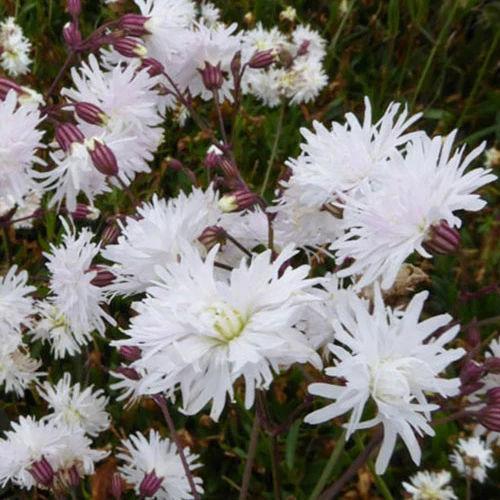 Silène fleur de coucou Petit Henri