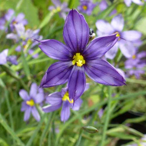 Sisyrinchium bellum