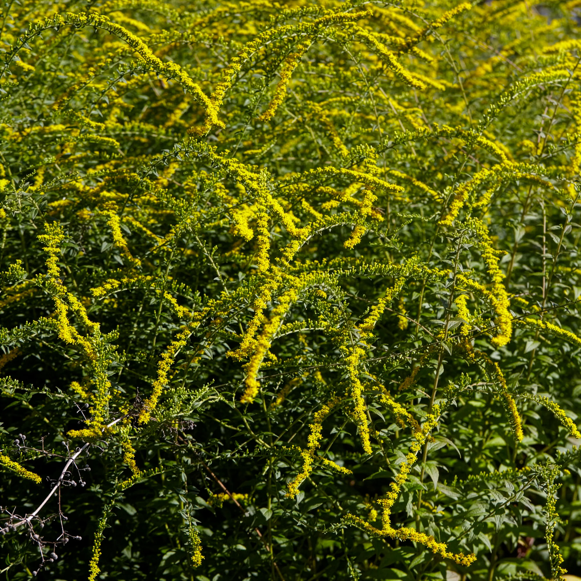 Solidago Fireworks - Image 3