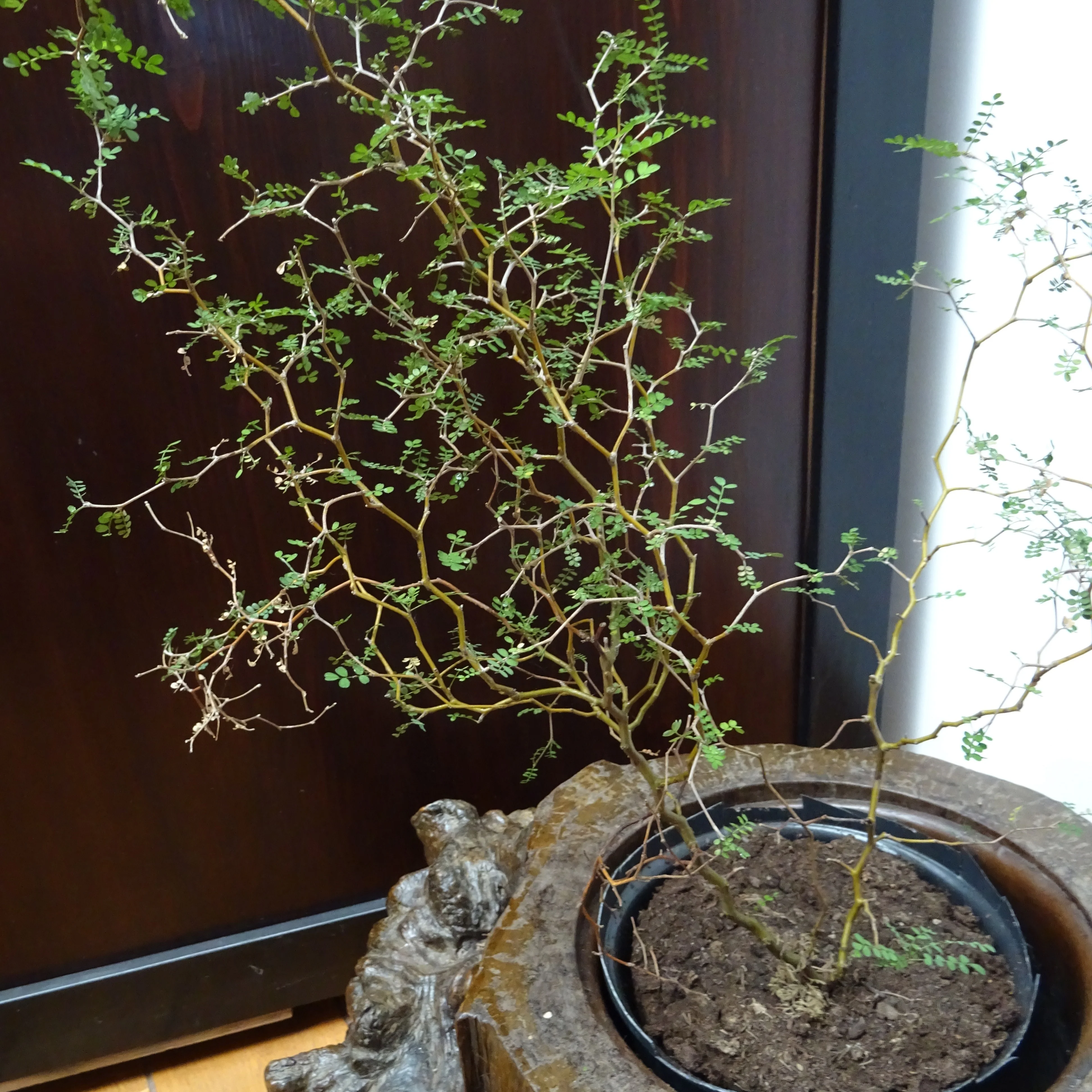 Sophora prostrata Little Baby - Image 2
