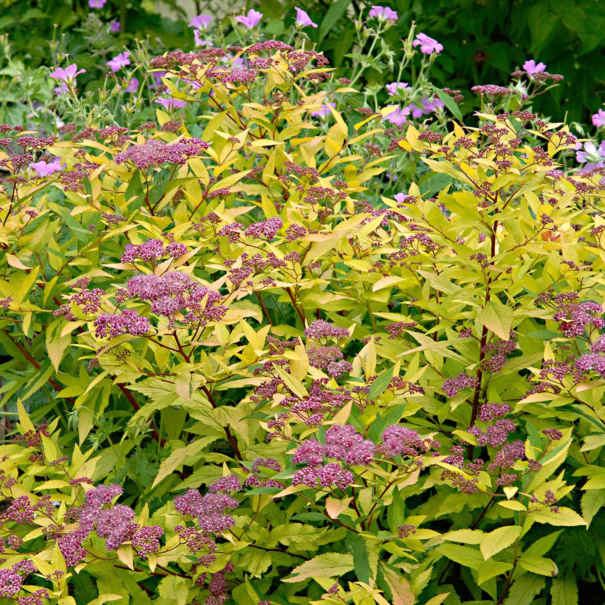 Spirée du Japon Goldflame - Image 4