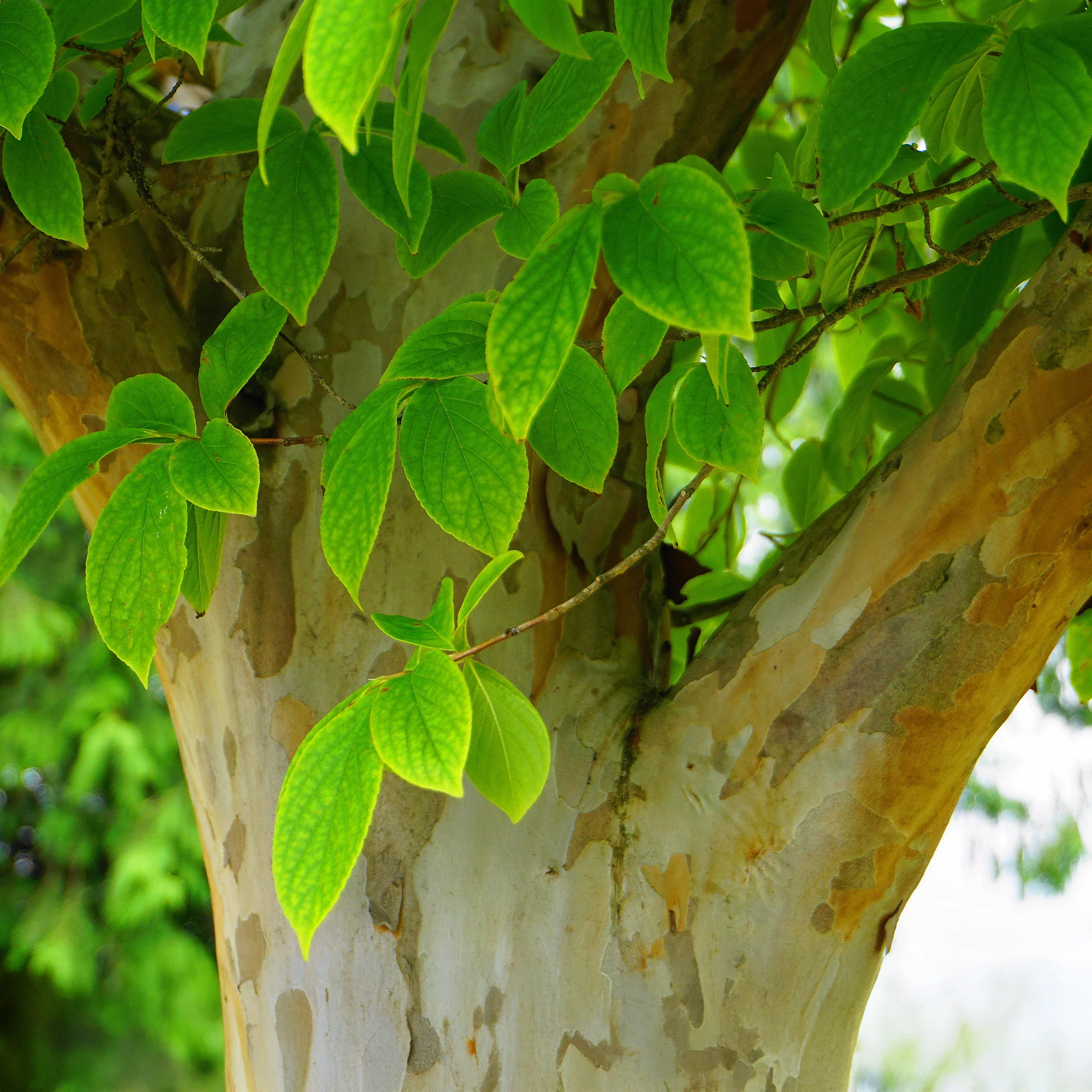 Stewartia - Image 2