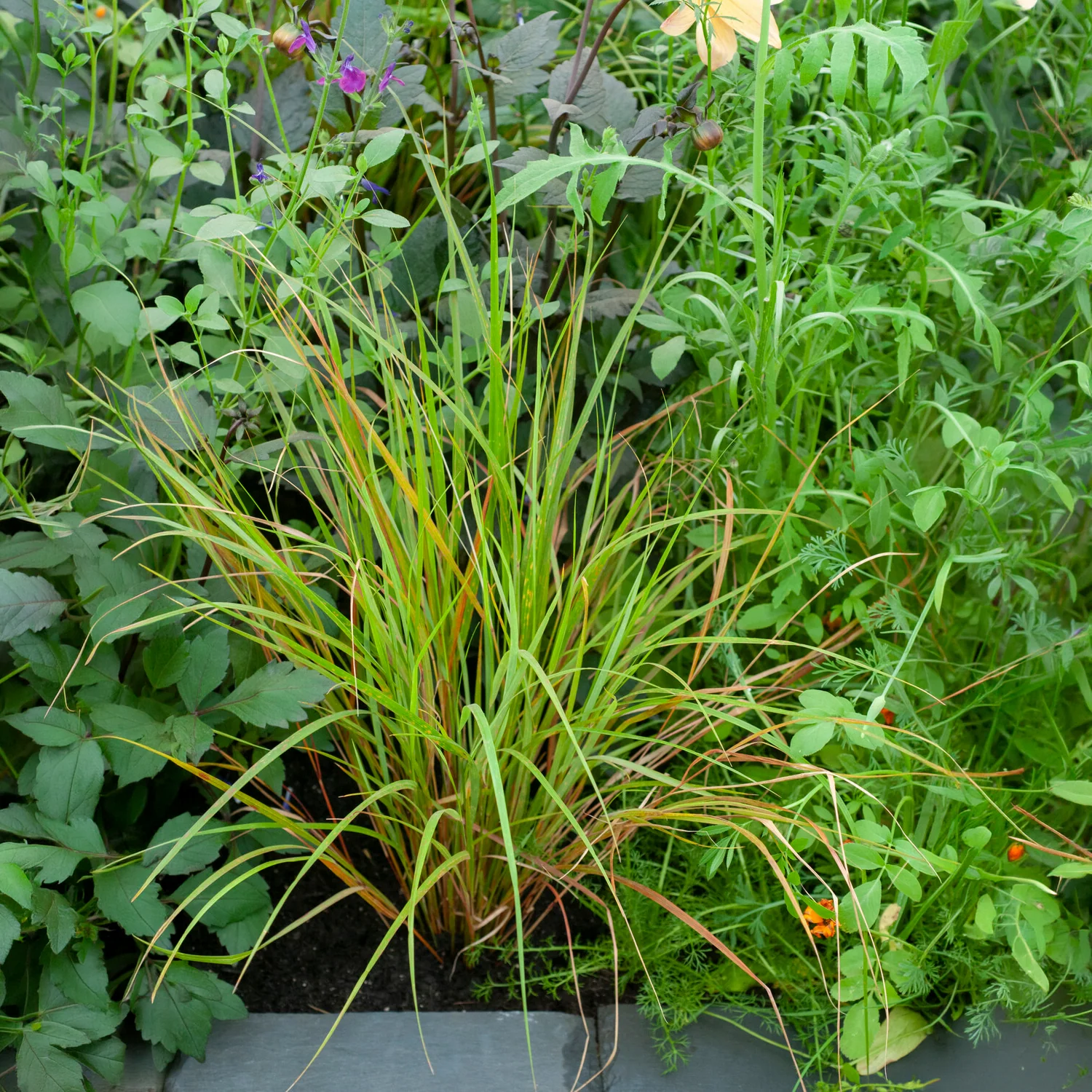 Stipa arundinacea - Image 3