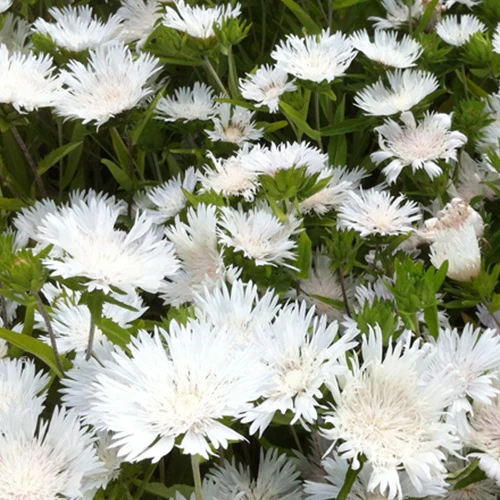 Stokesia Träumerei - Bleuet d'Amérique