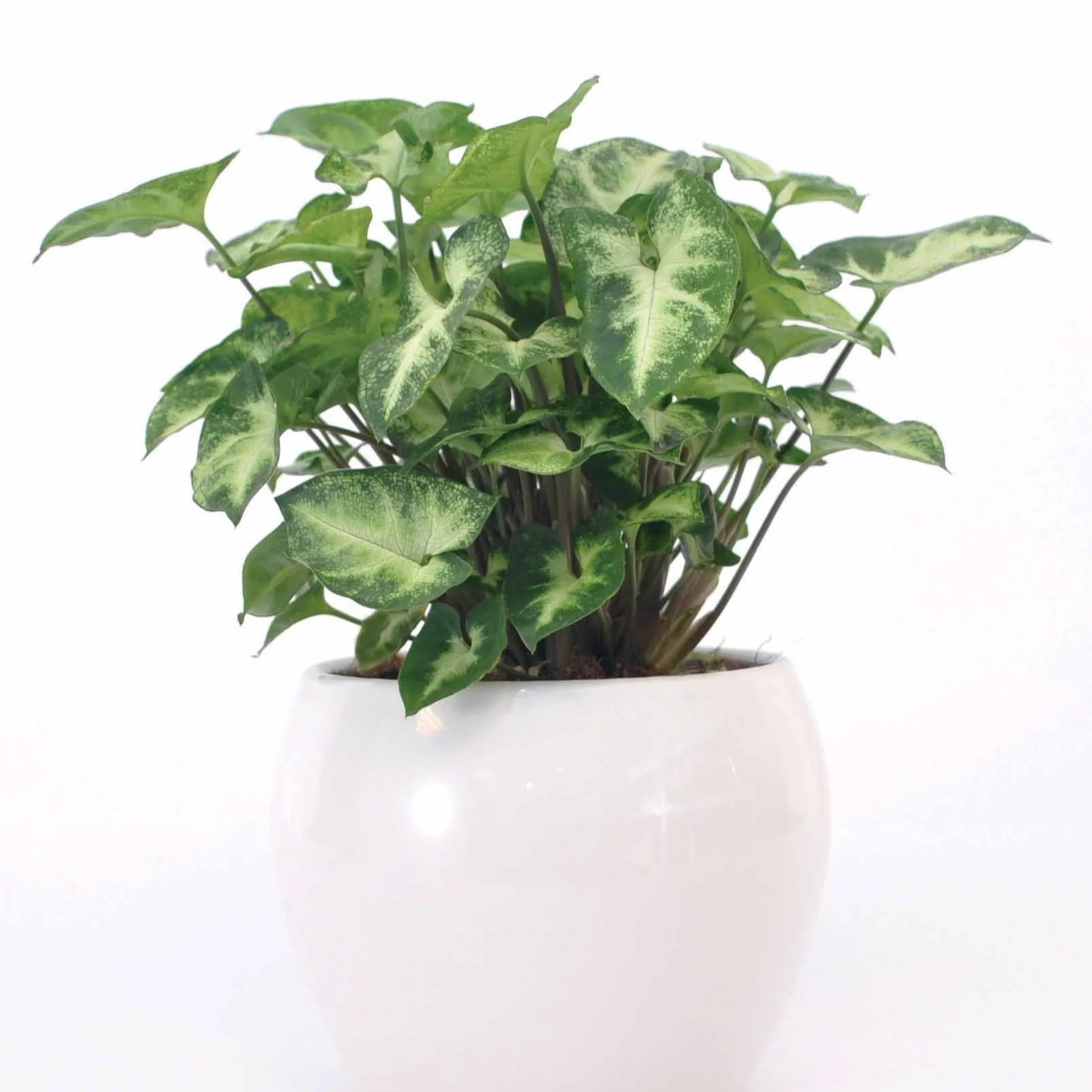 Syngonium Pixie - Image 2