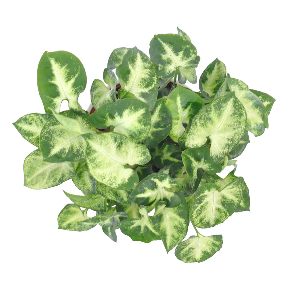 Syngonium Pixie - Image 3