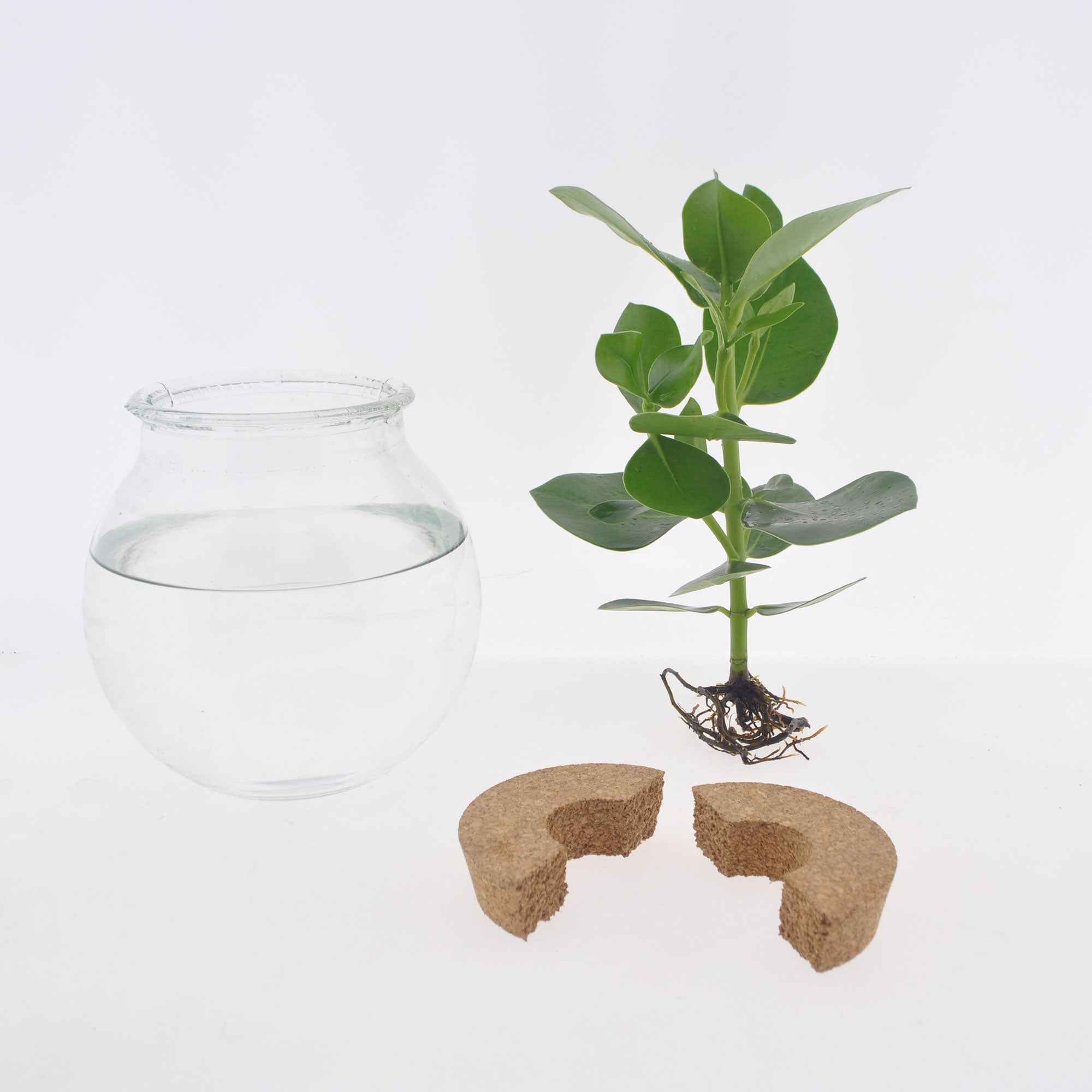 Syngonium et son ampoule vase - Image 3
