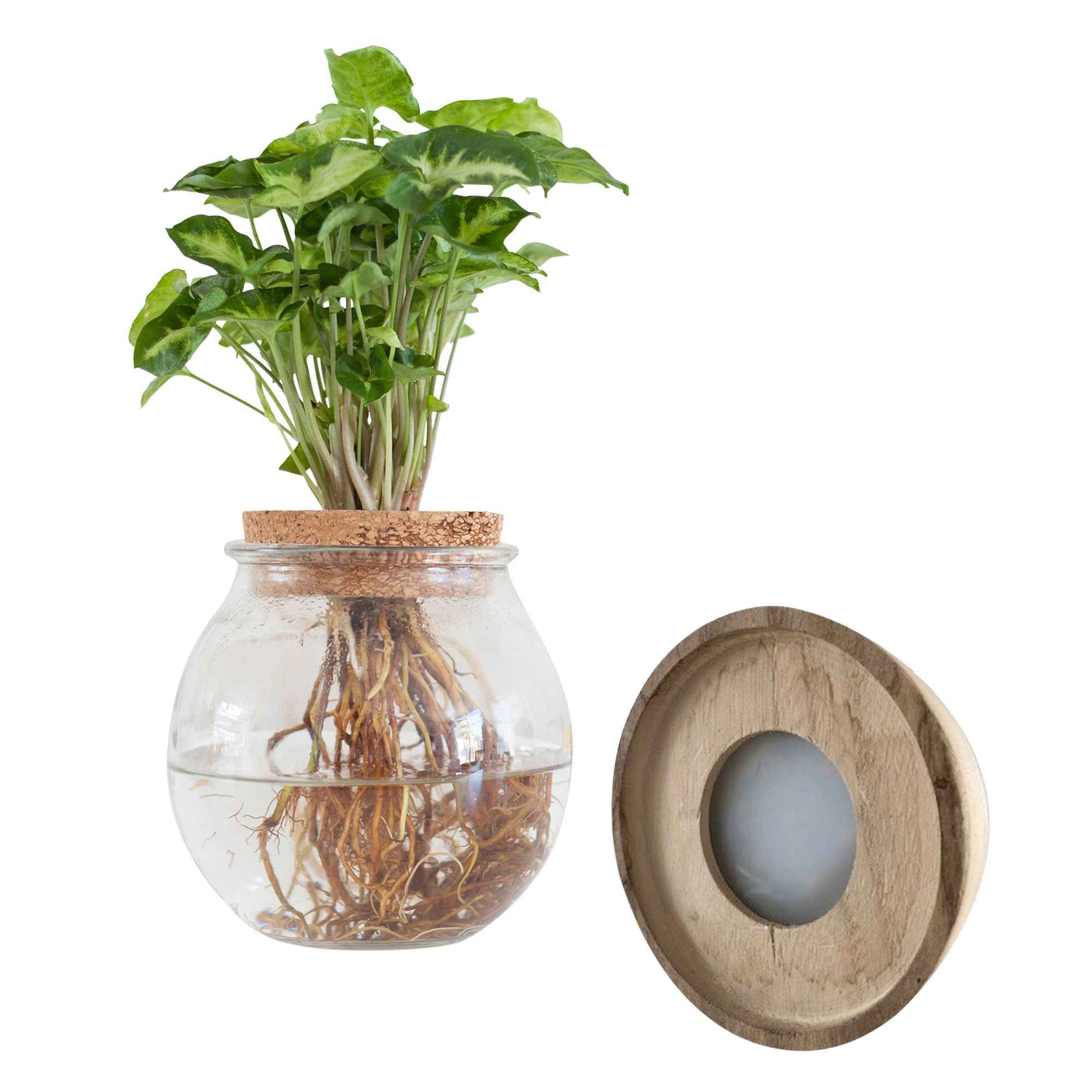 Syngonium et son ampoule vase avec LED - Image 5