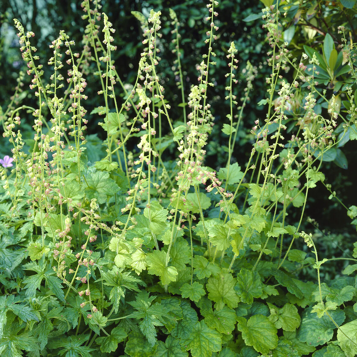Tellime à grandes fleurs