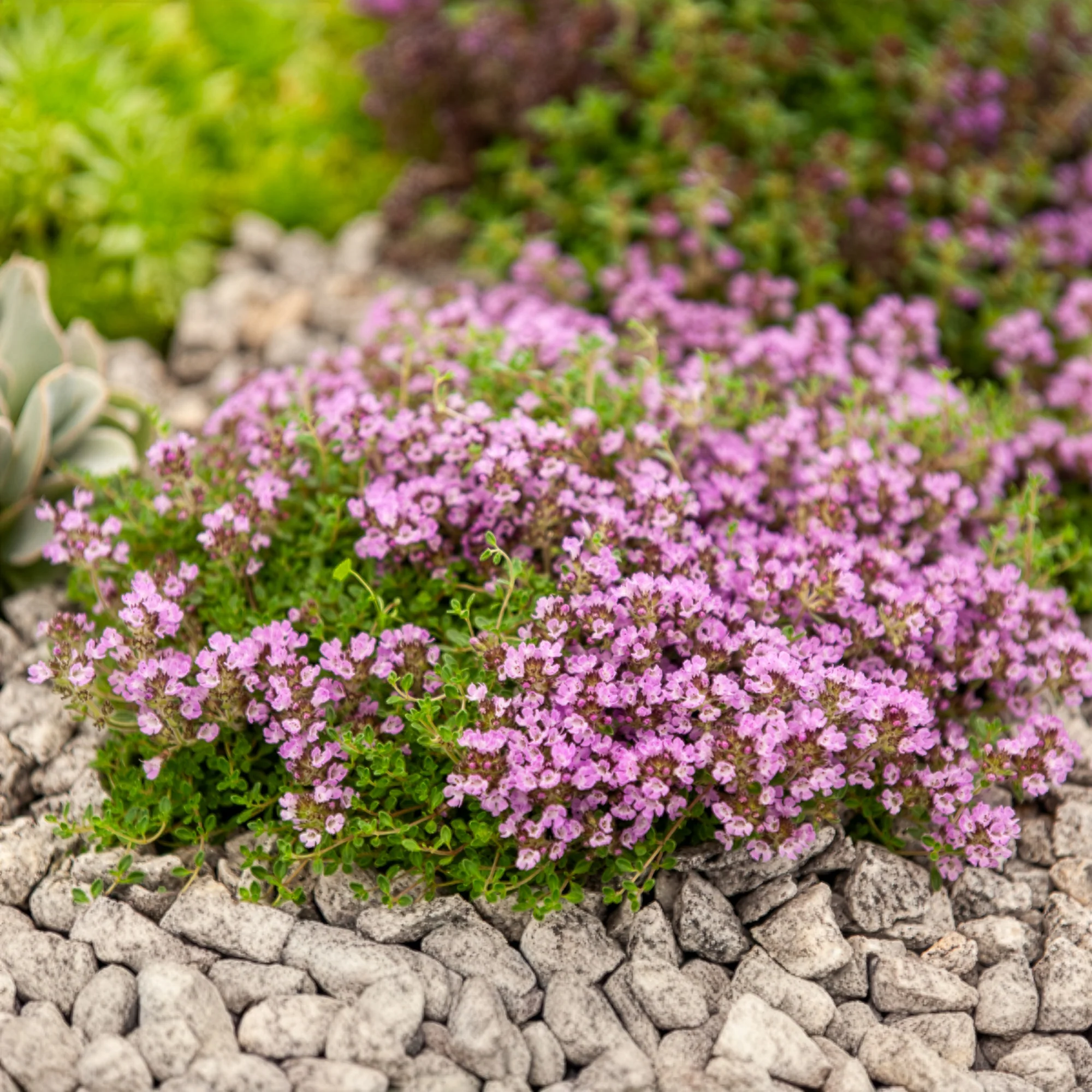 Thym précoce Bressingham