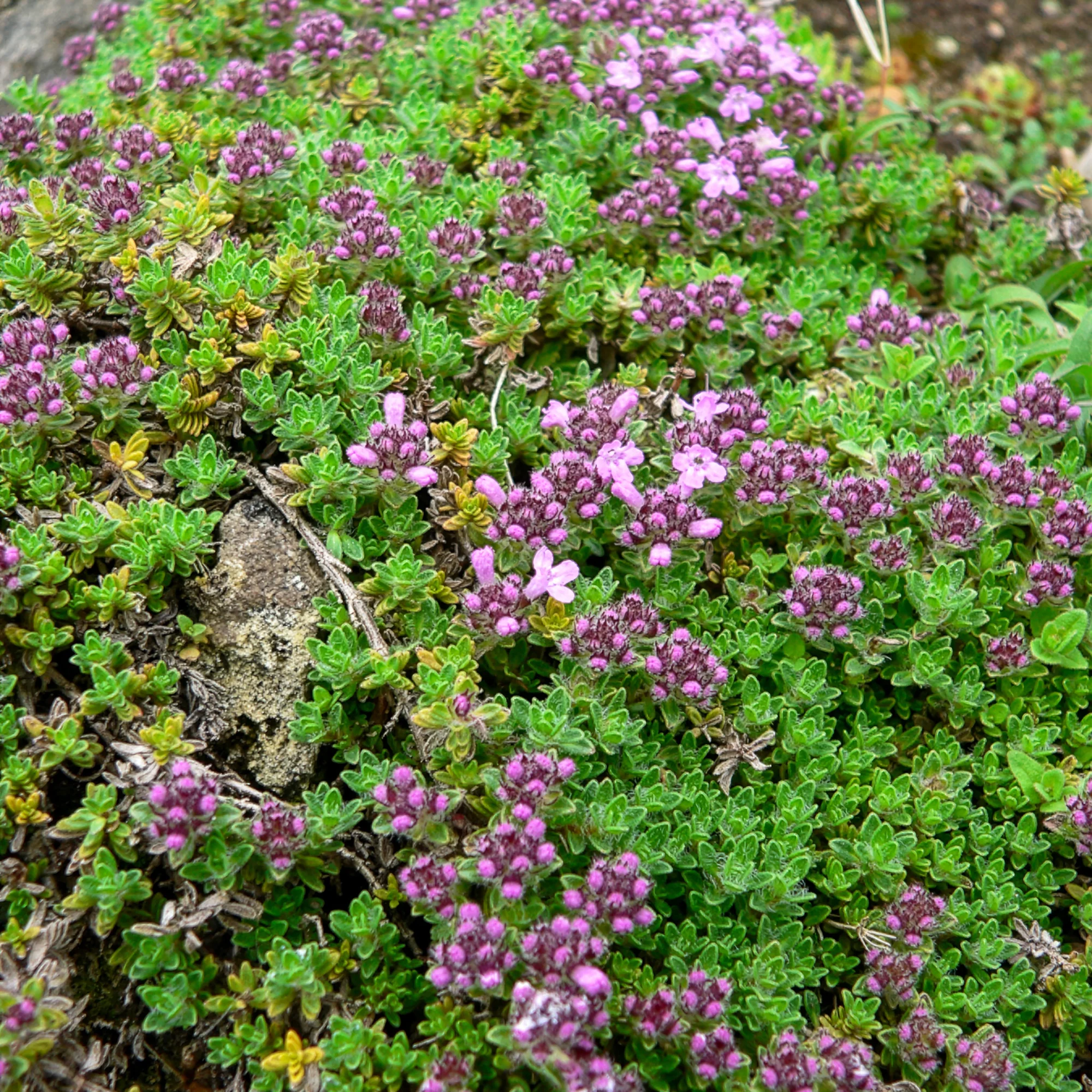 Thym précoce Bressingham - Image 2