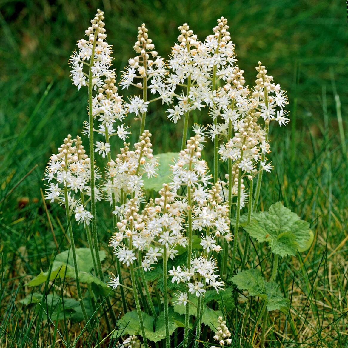 Tiarelle cordifoliée - Image 4