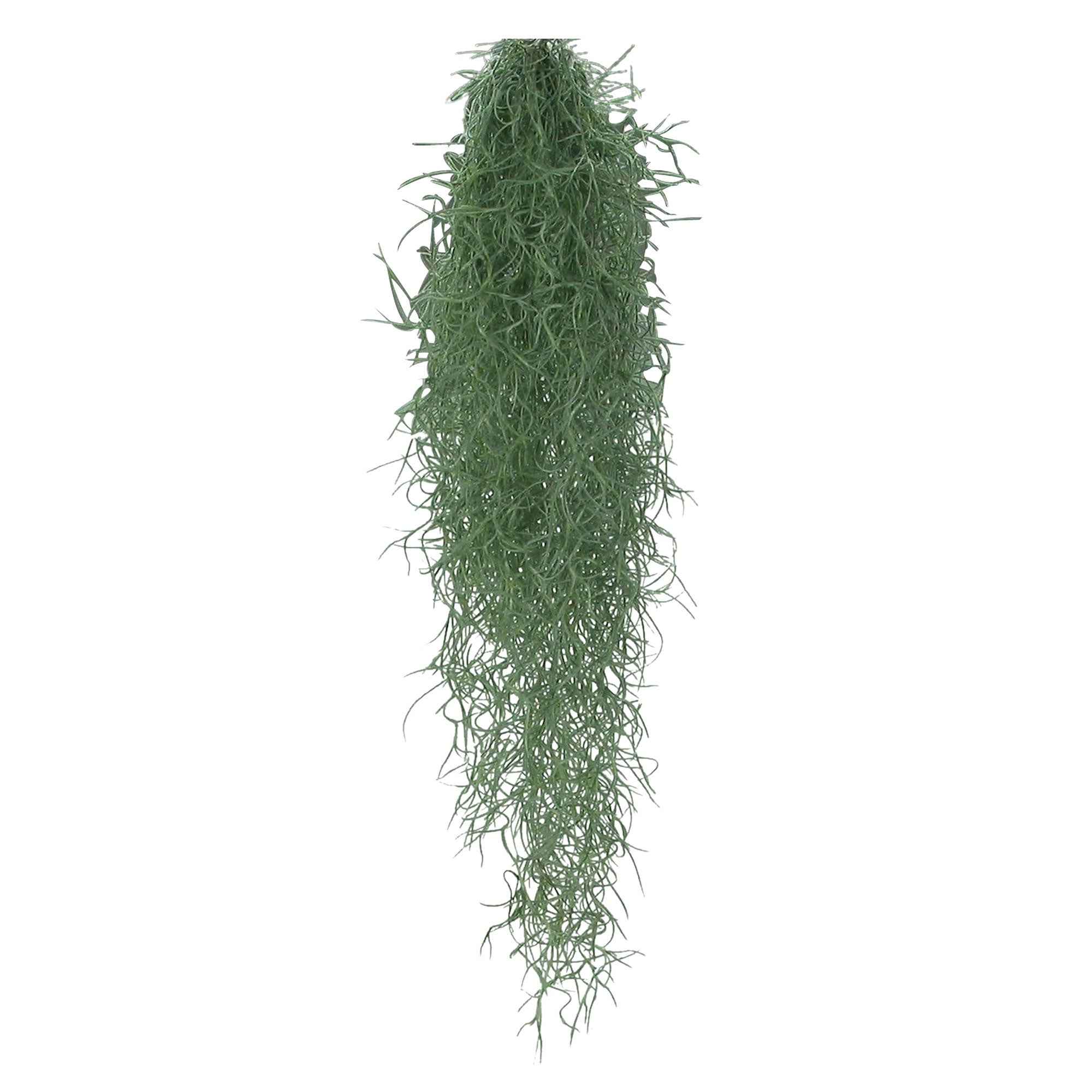 Tillandsia usneoides - Mousse espagnole - Image 2